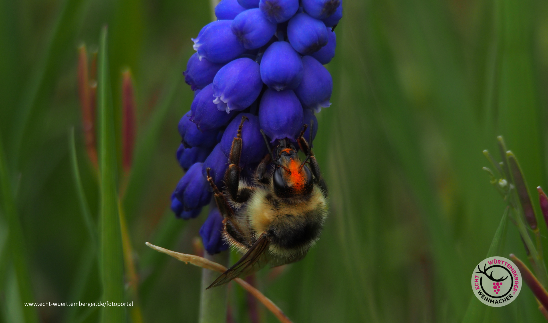 Hummel bestäubt noch die anderen Trauben