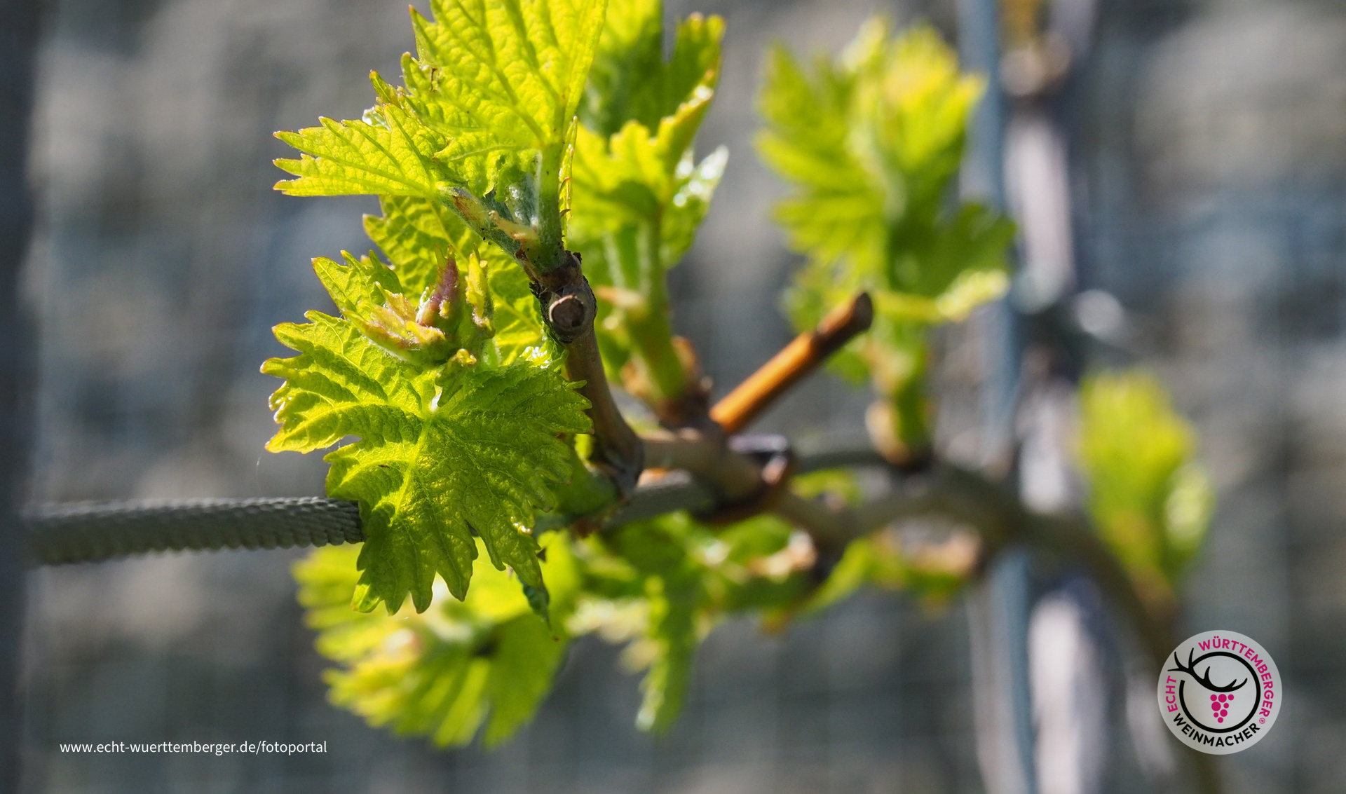 Start in die neue Wein-Saison