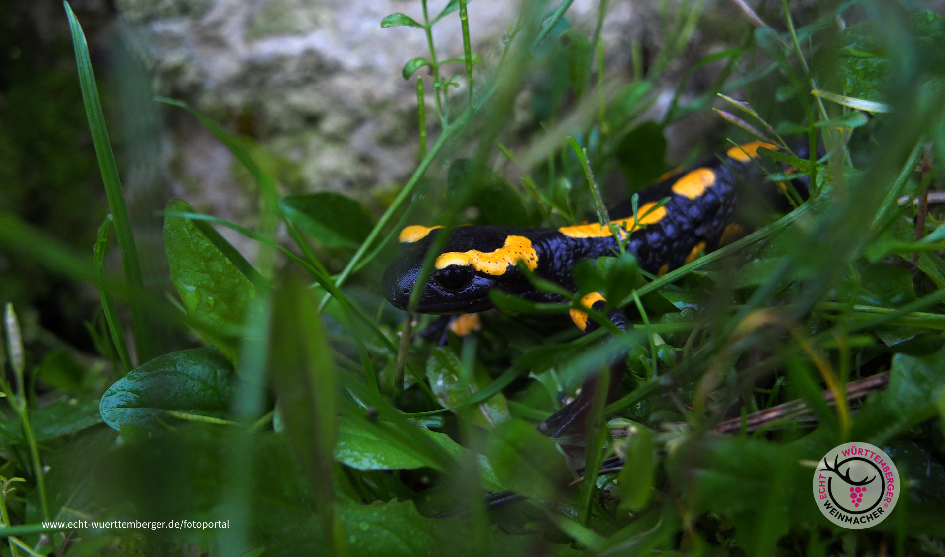 Der Feuersalamander freut sich über Regen