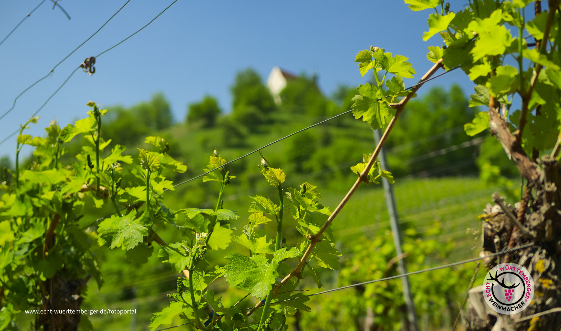 Wurmlinger Kapellenberg
