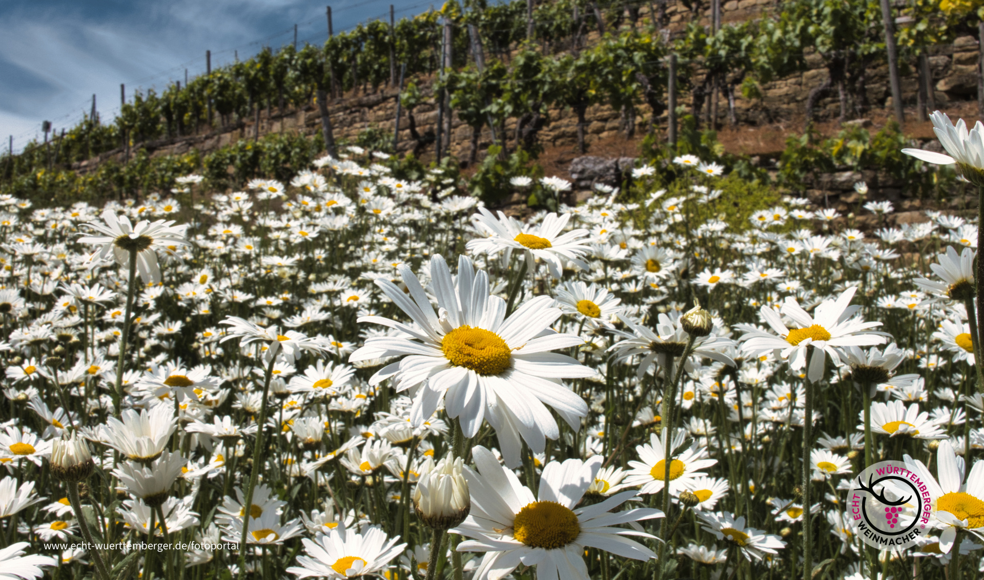 Margeriten soweit das Auge reicht