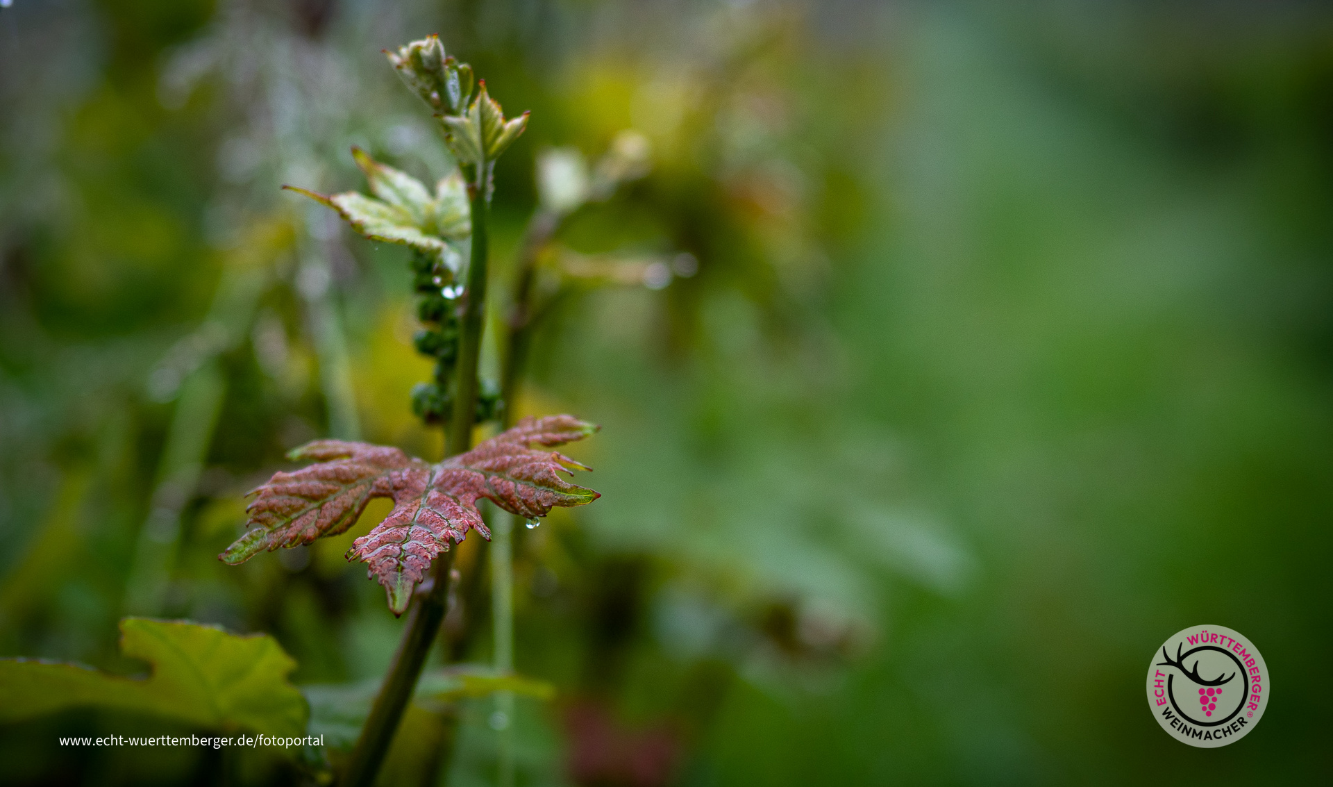 Nach dem Regen