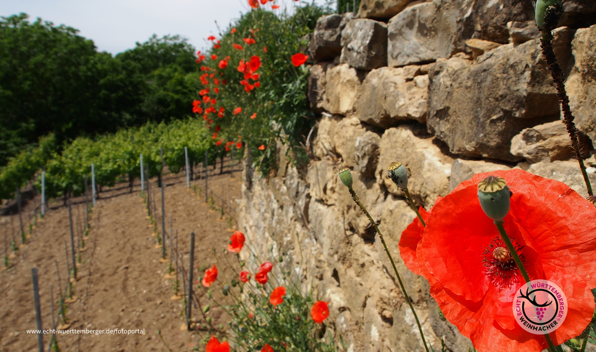 "Steillagenmohn"