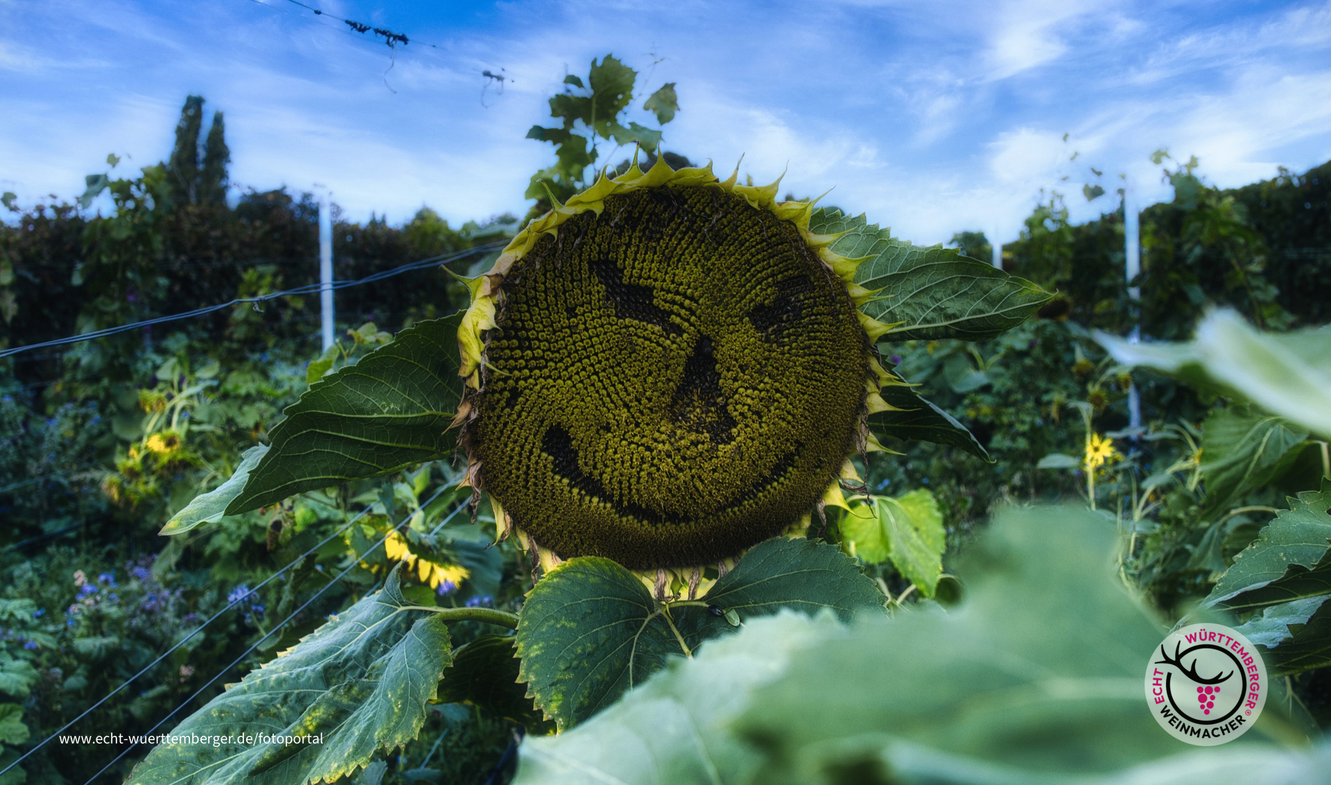 Vorsicht vor den Sonnenblumen