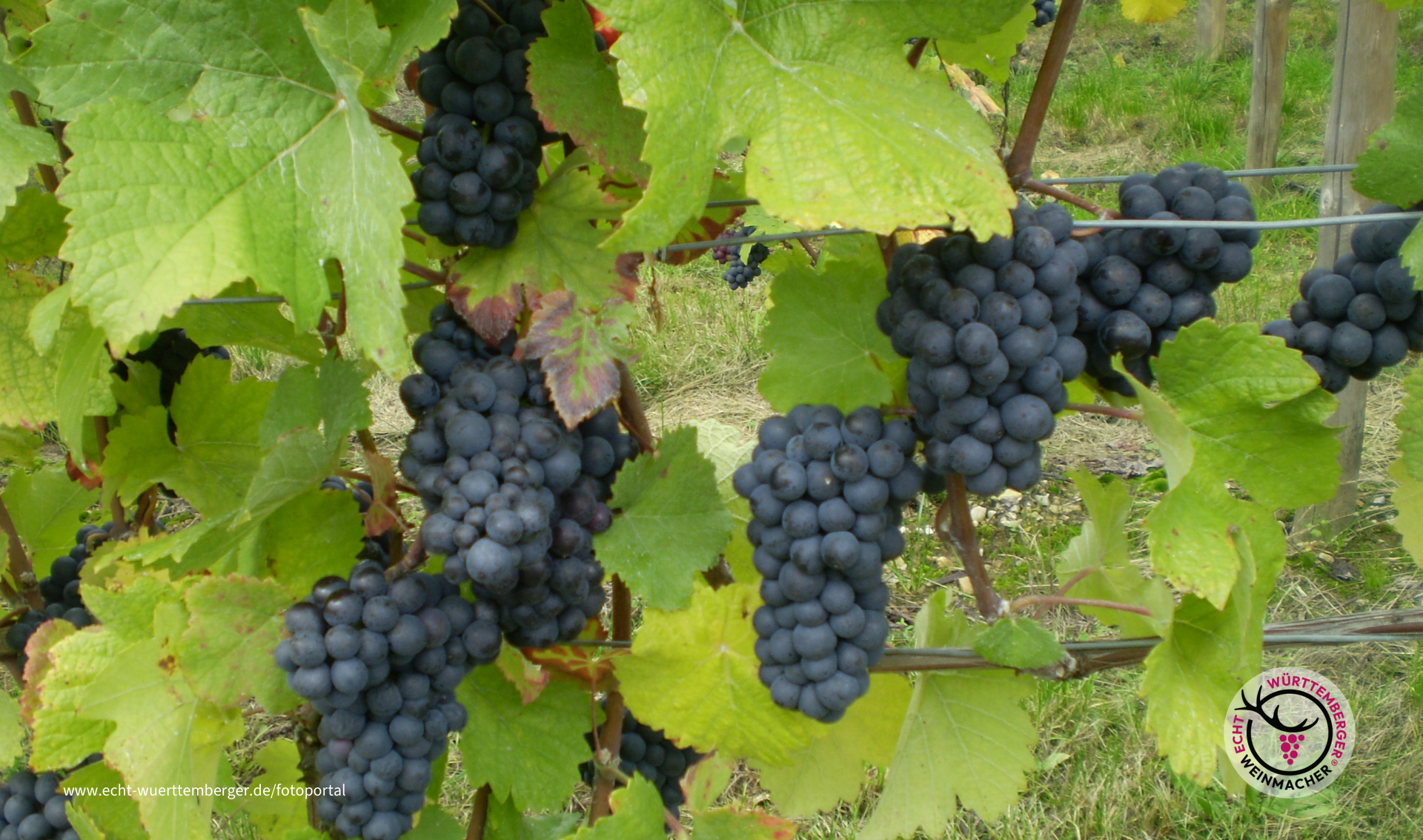 Trauben aus dem Taubertal