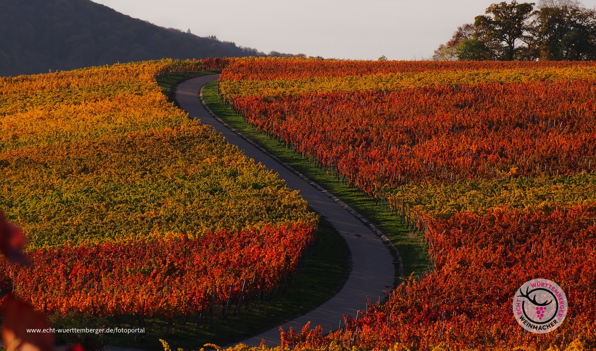 Bunt gerahmt schlängelt sich der Feldweg durch die Weinberge