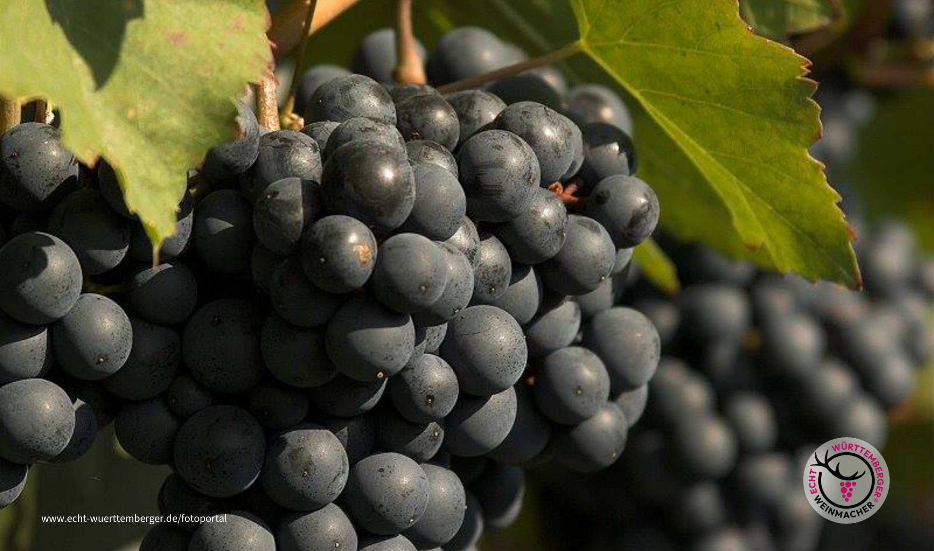 Portugieserdolde im Zabergäu