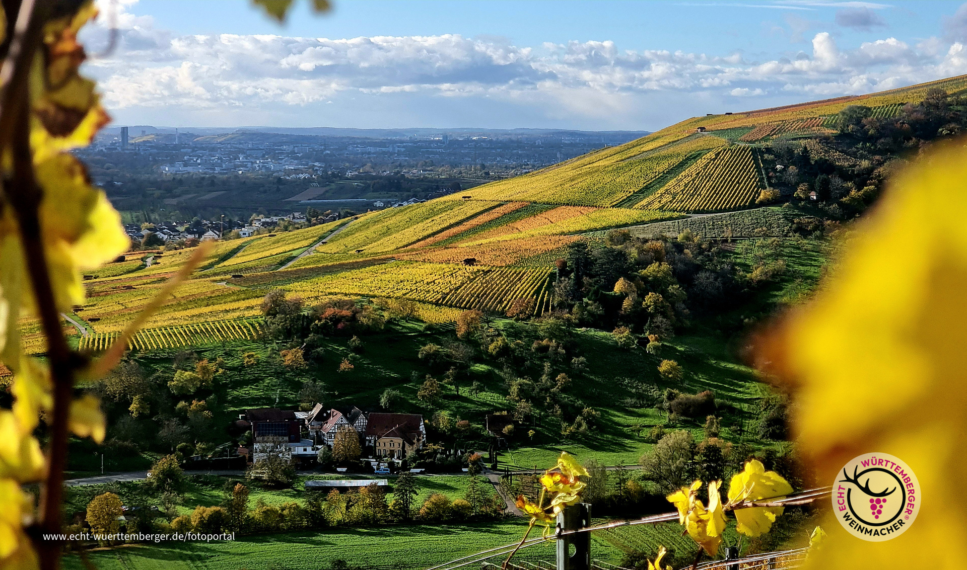 Farben im Wengert - Gelb