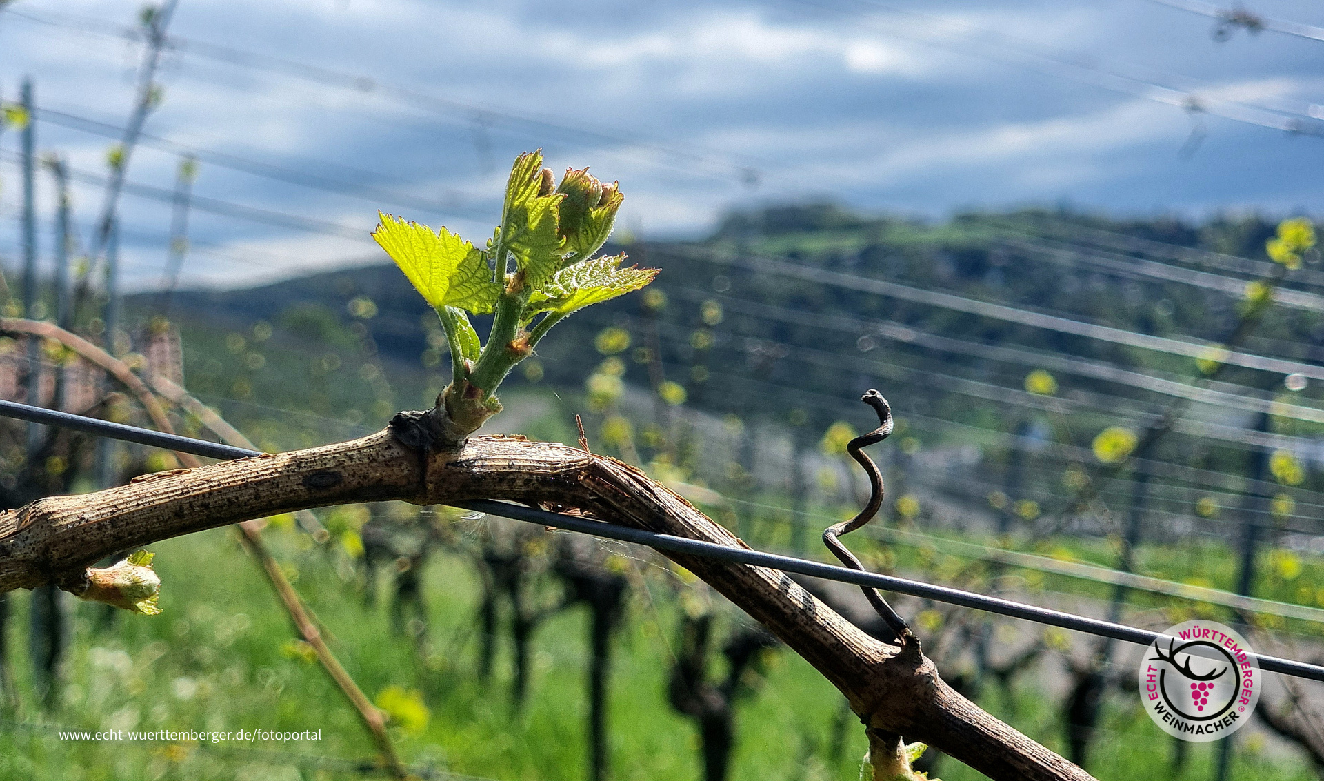 Austrieb der Lemberger (1)