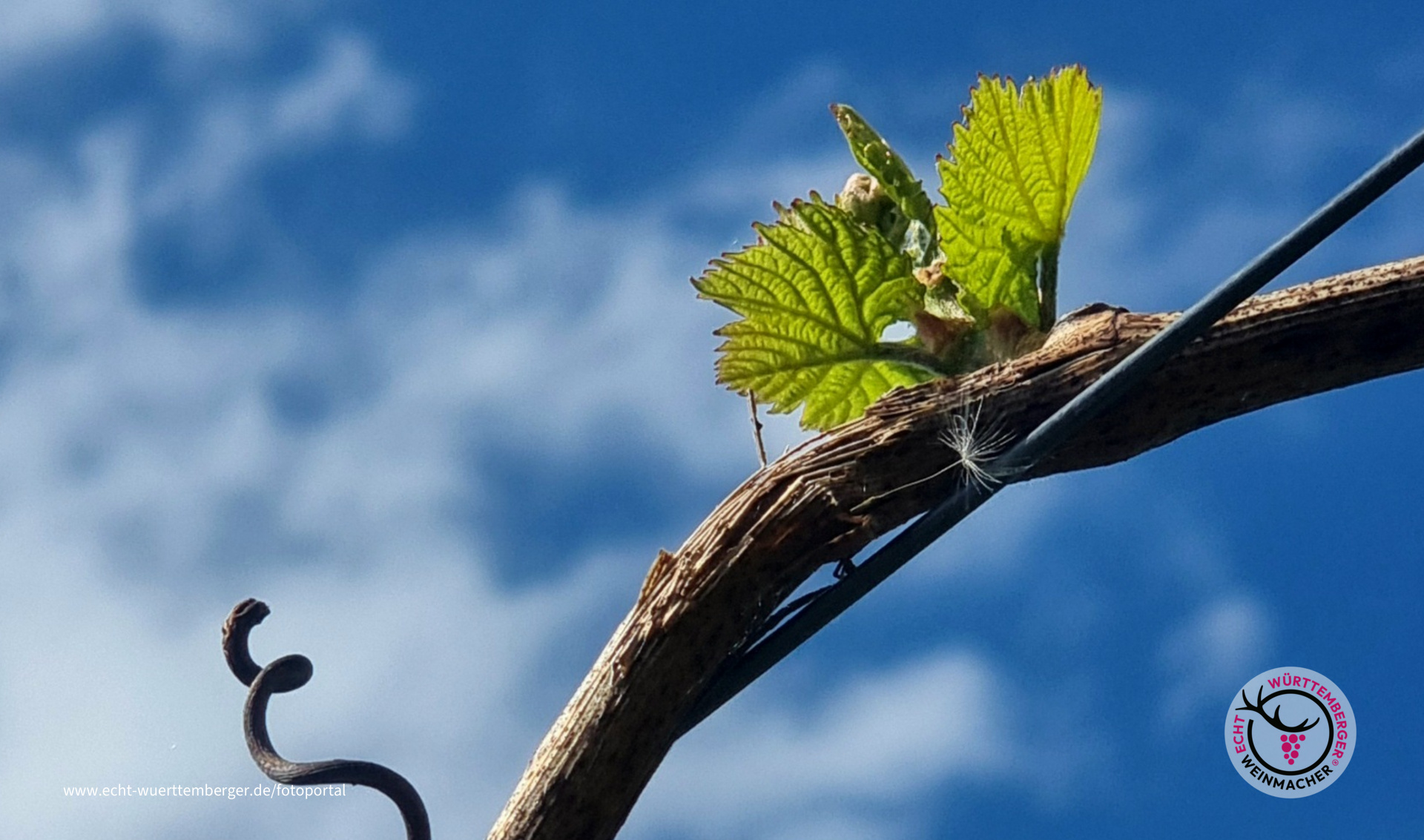 Austrieb der Lemberger (2)