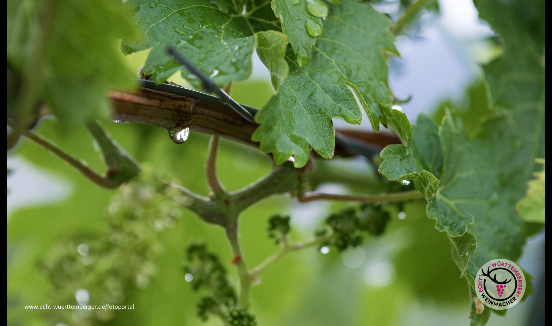 Der Regen tut gut