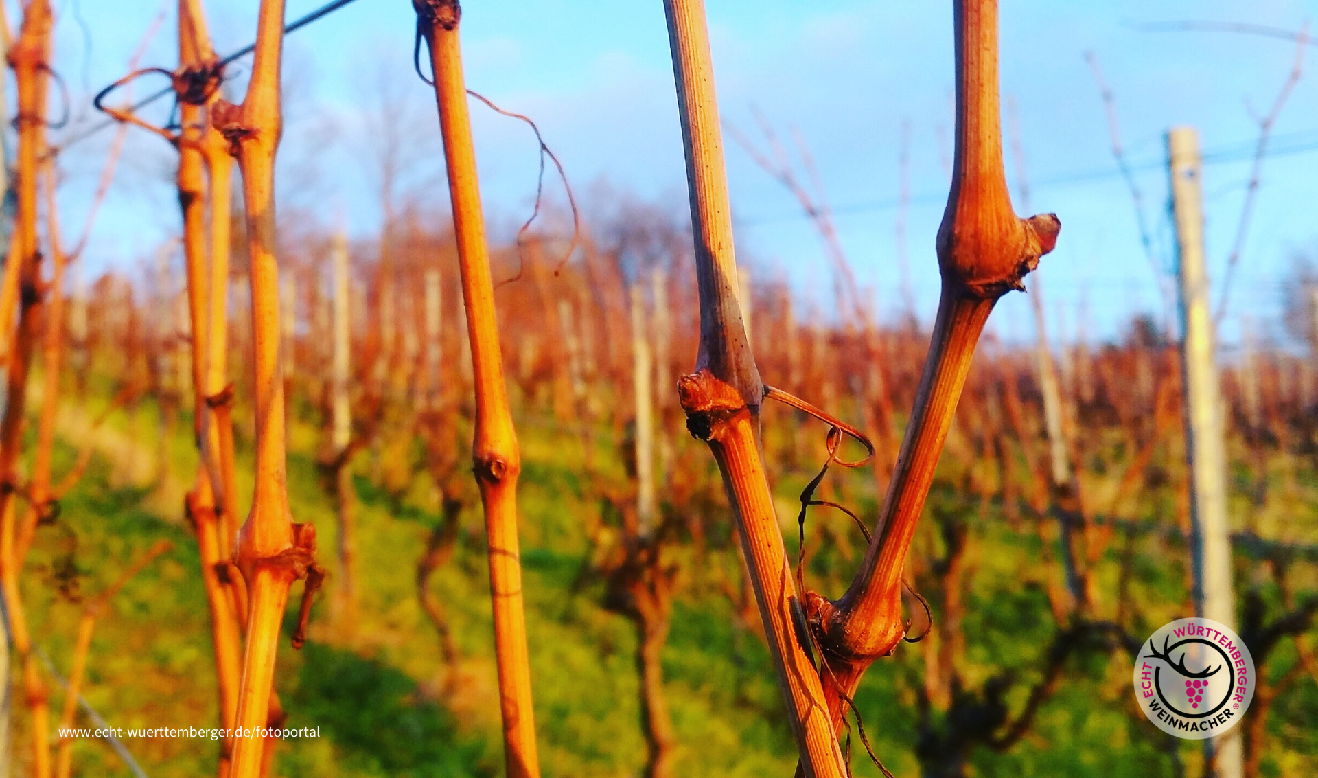 Rebenglühen im Lemberger