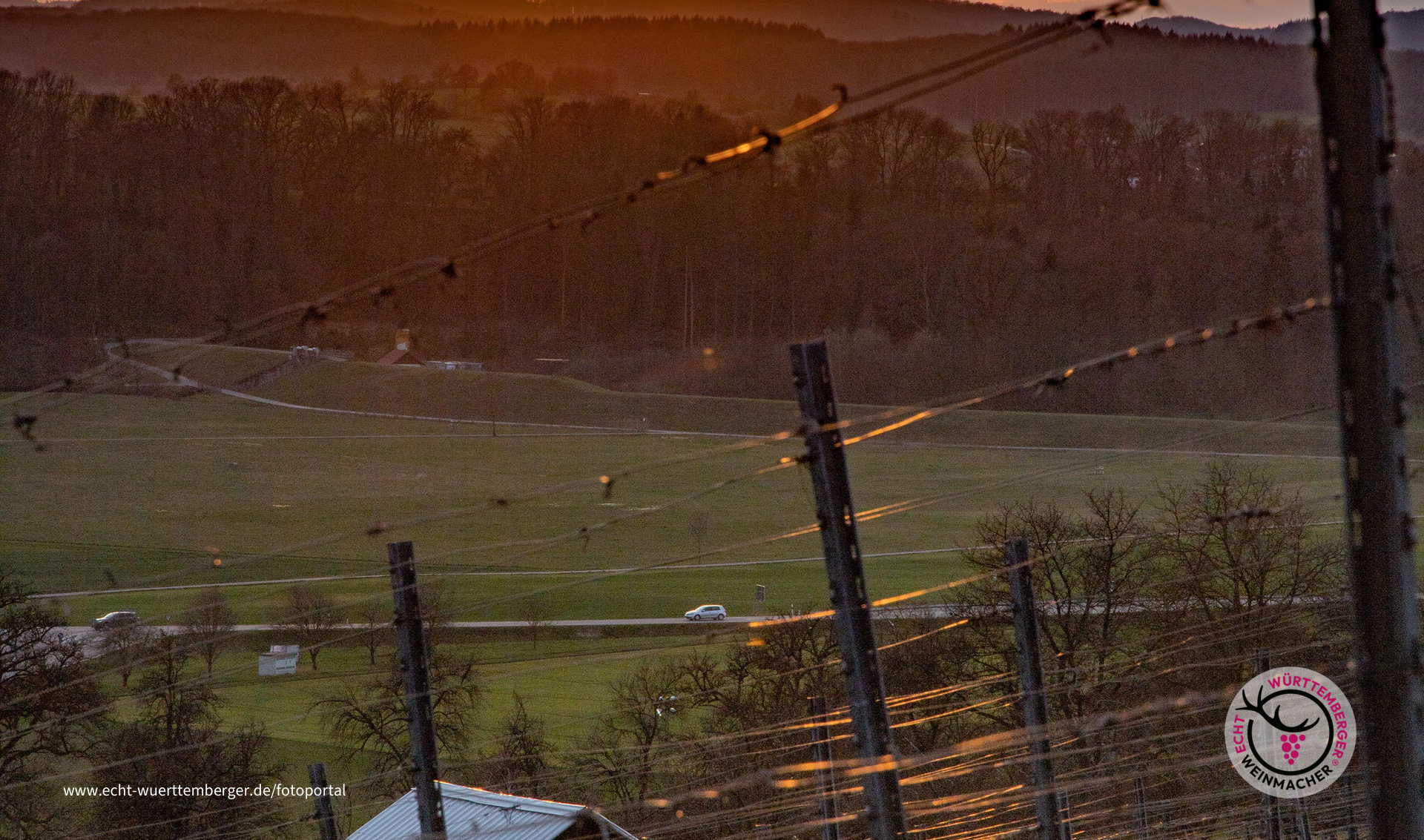 Abendglühen im Weinberg