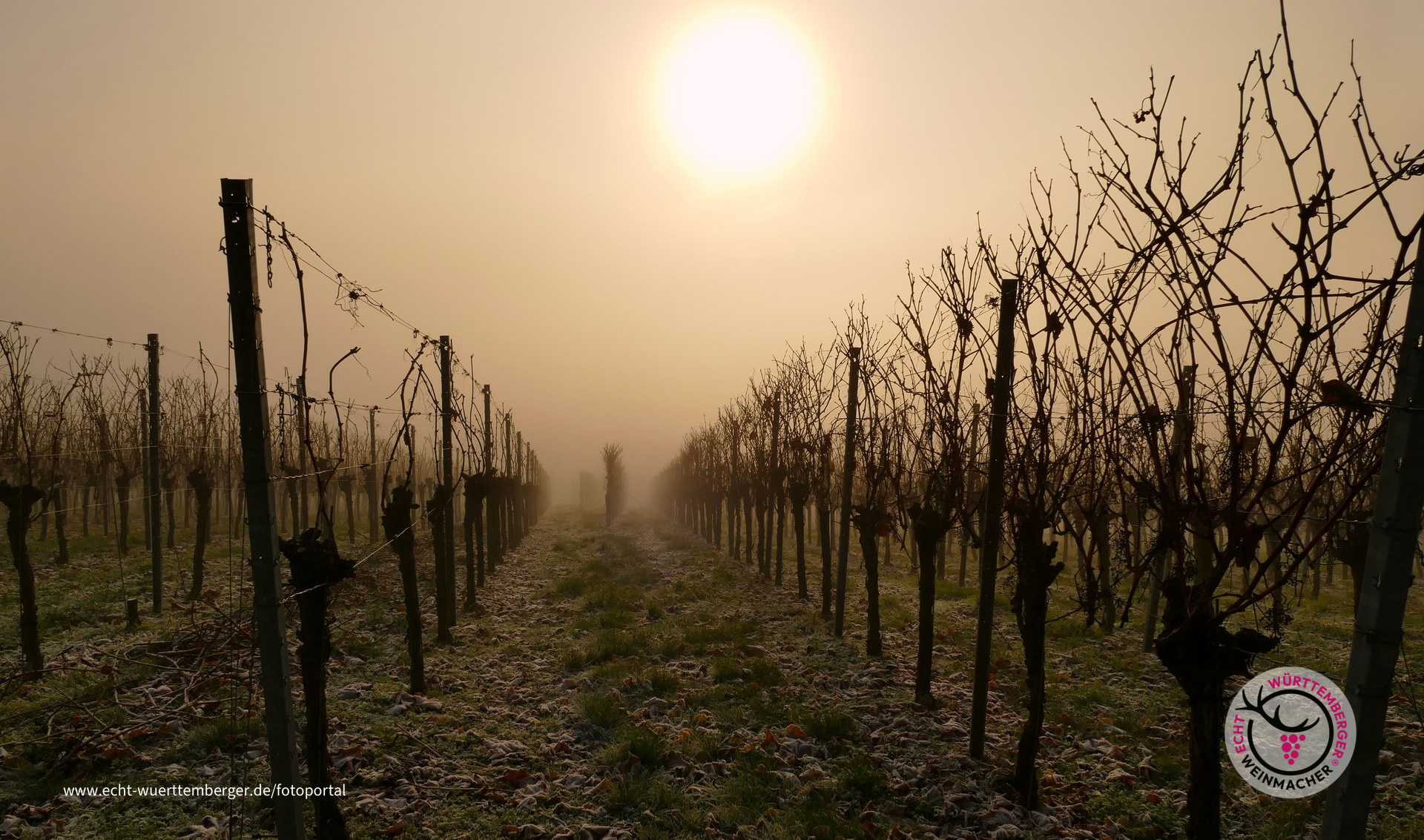 Rebzeile im Nebel