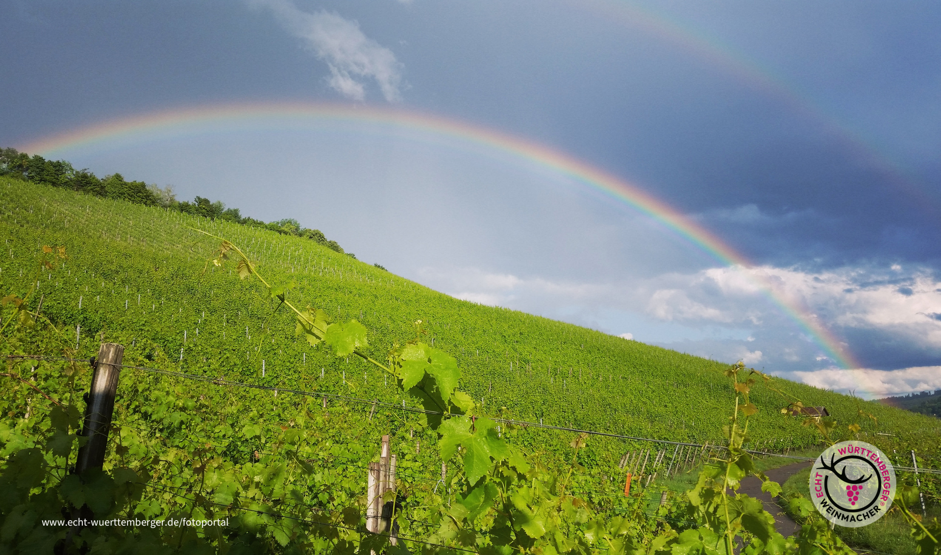 Regenbogen im Wengert