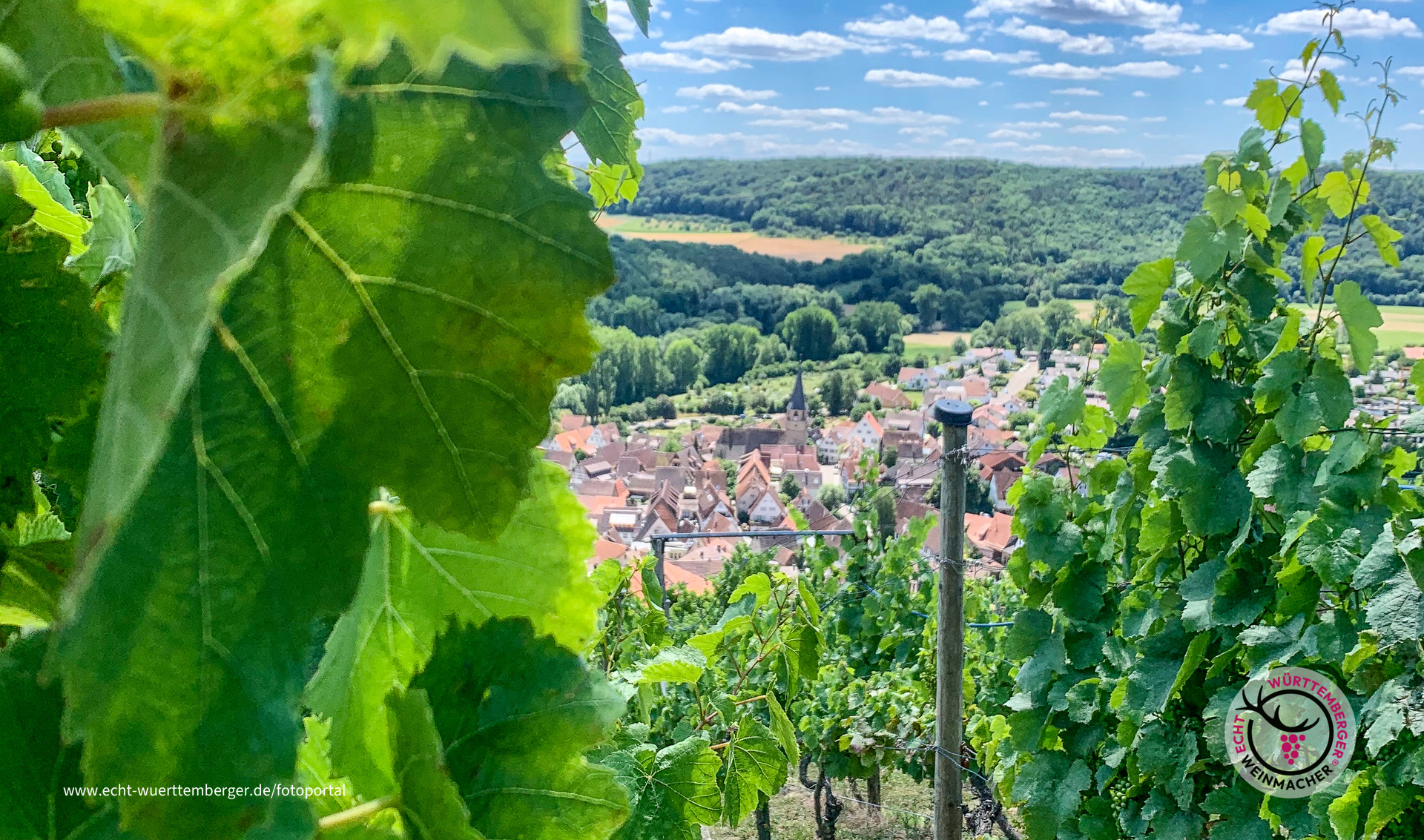 Rosswag, durch die Rebe