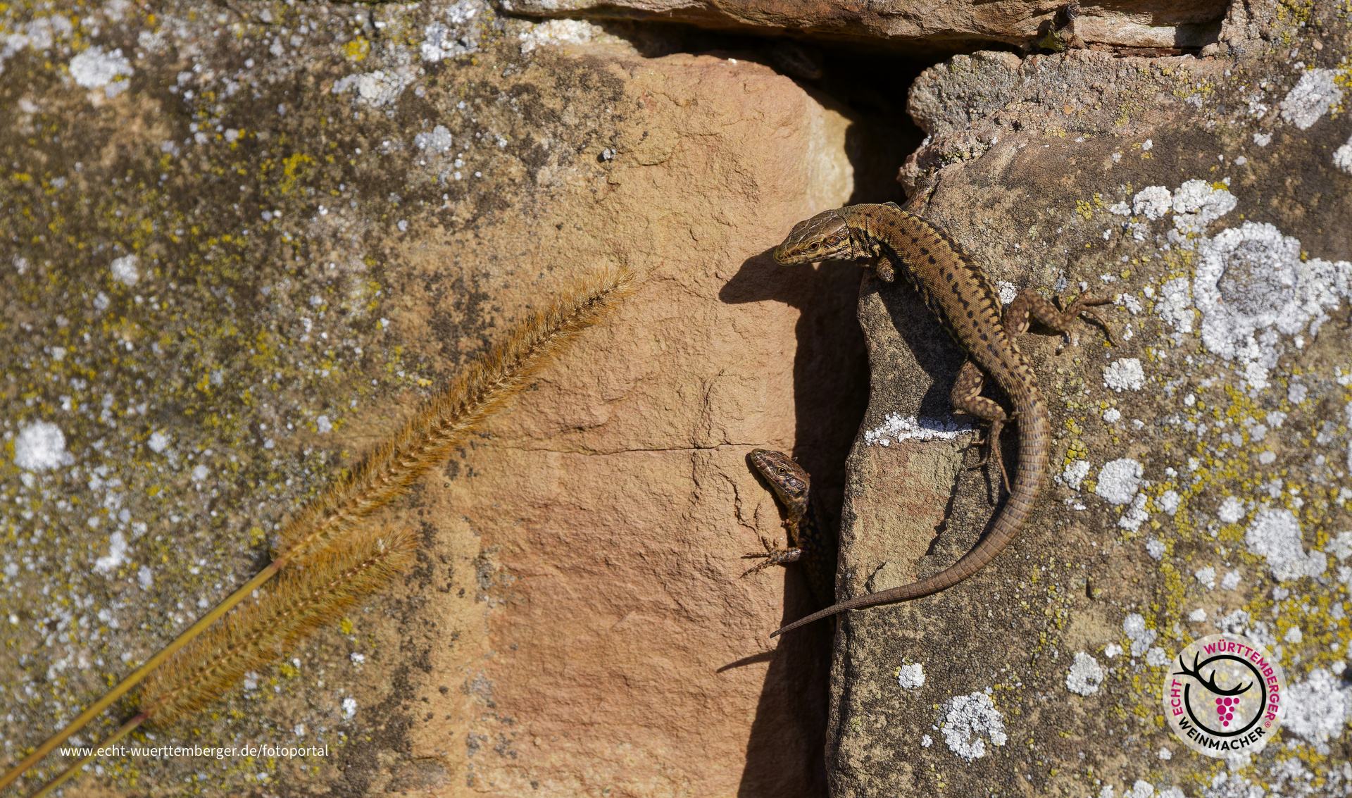 Sonnenbad im Weinberg