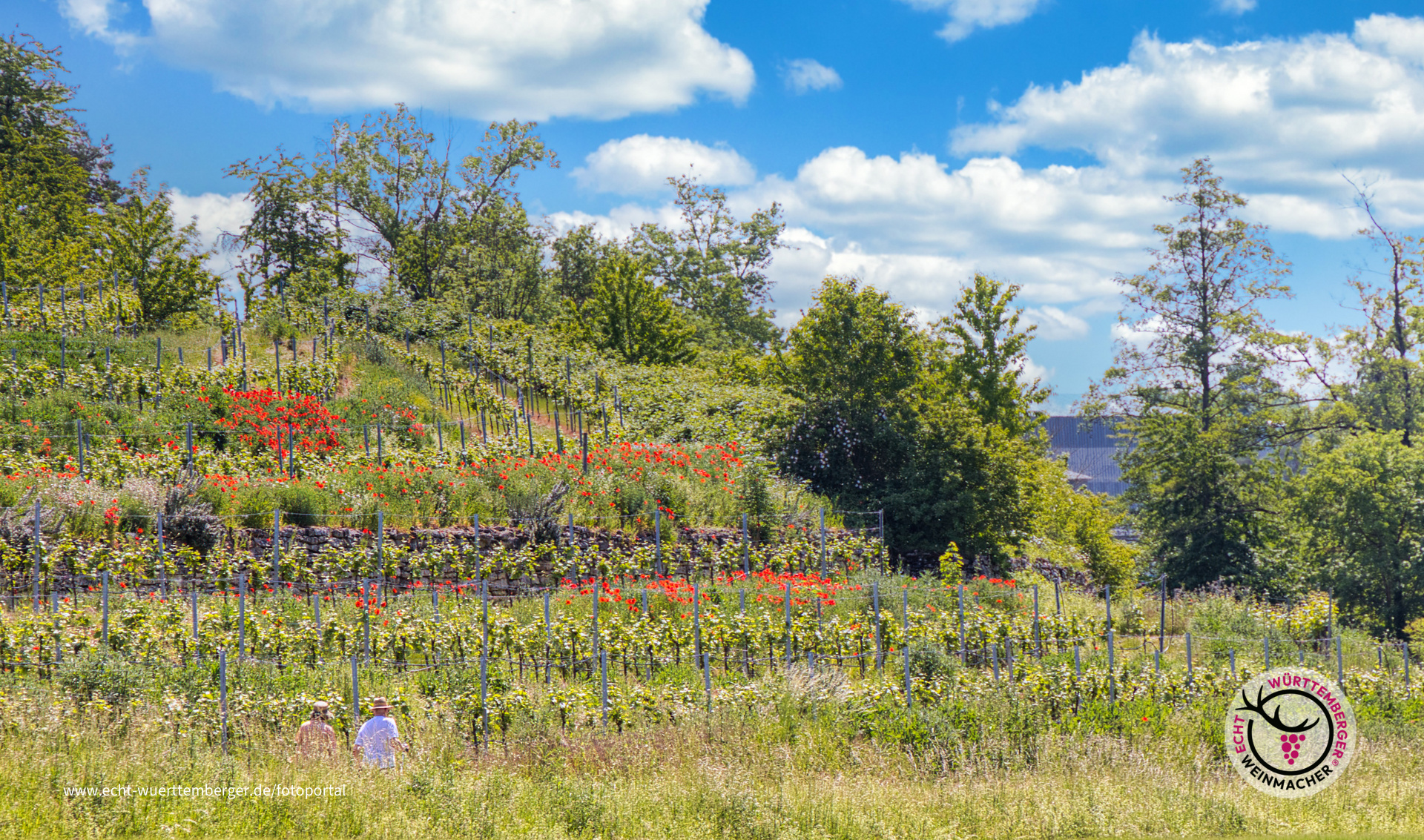 Spaziergang durch die blühenden Weinberge