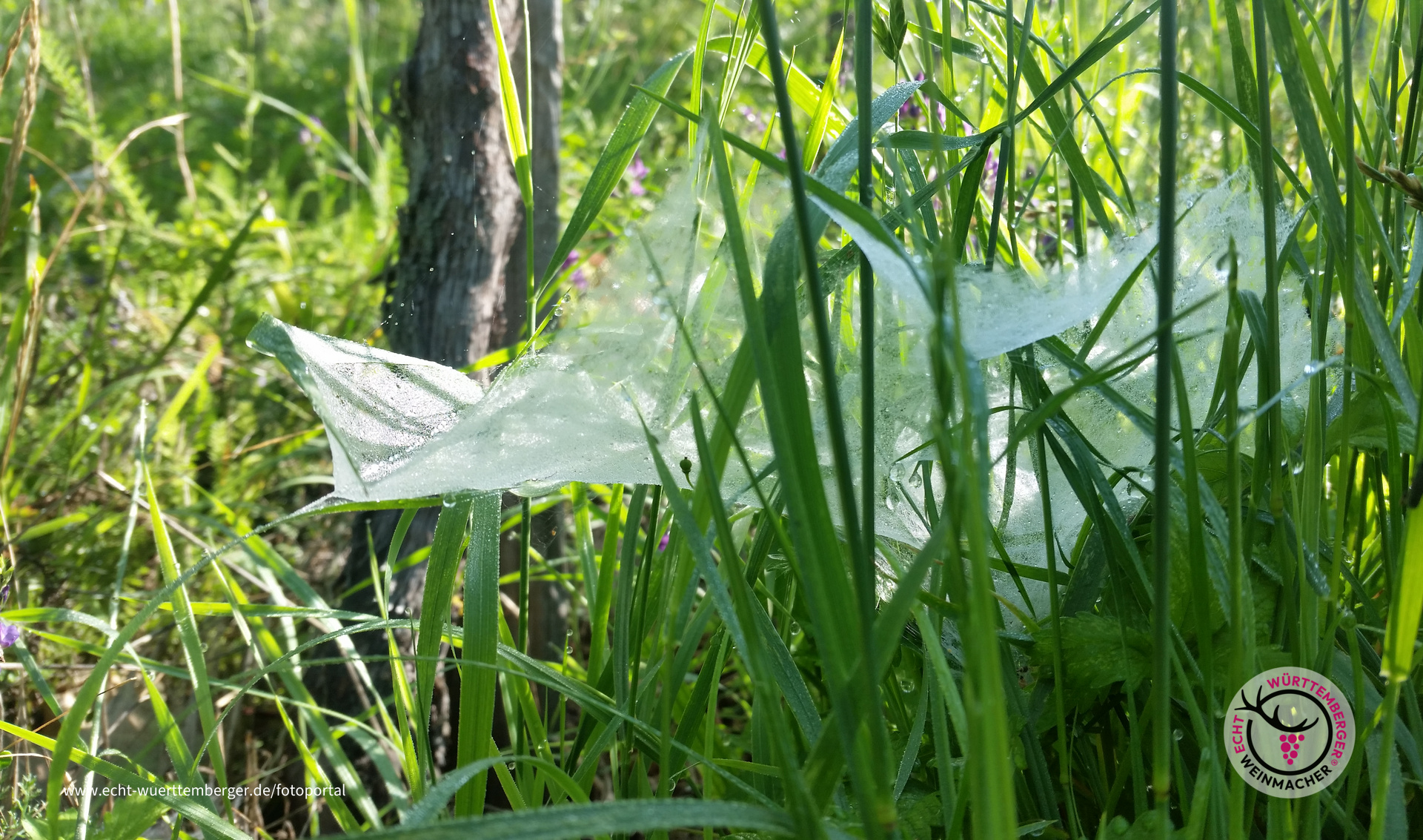 Spinnennetz im Wengert
