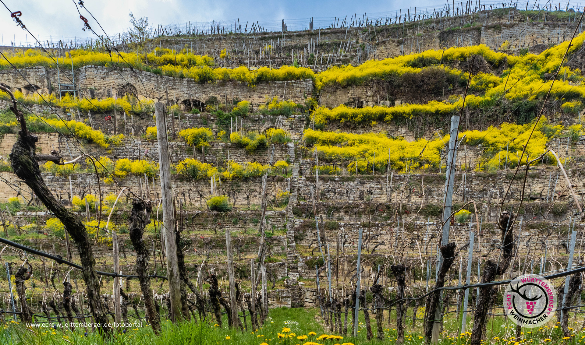 Steillage bei Lauffen