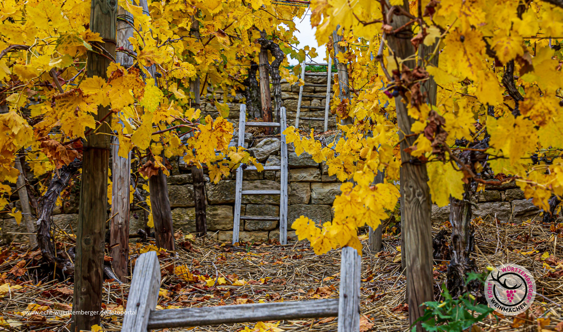 In den Felsengärten von Hessigheim