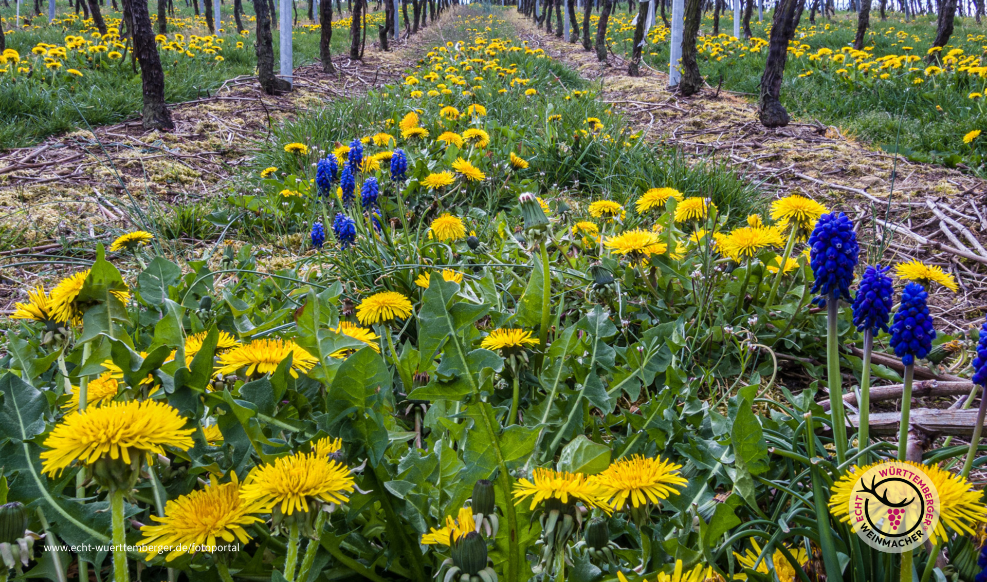 In den Weinbergen wird es bunt.