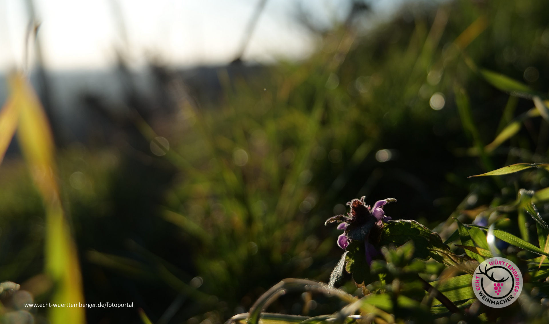 Taubnessel im Januar