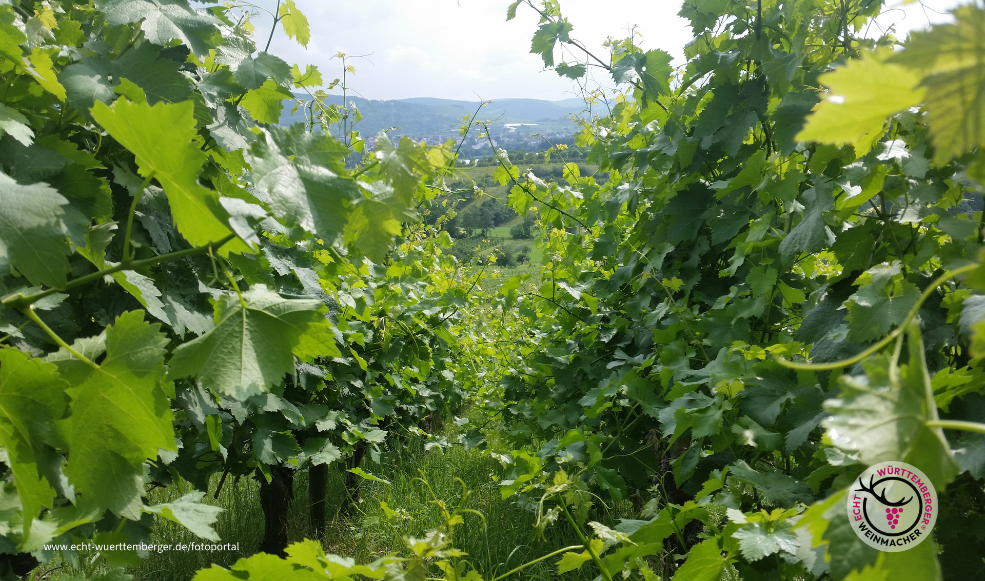 Trollinger Jungle