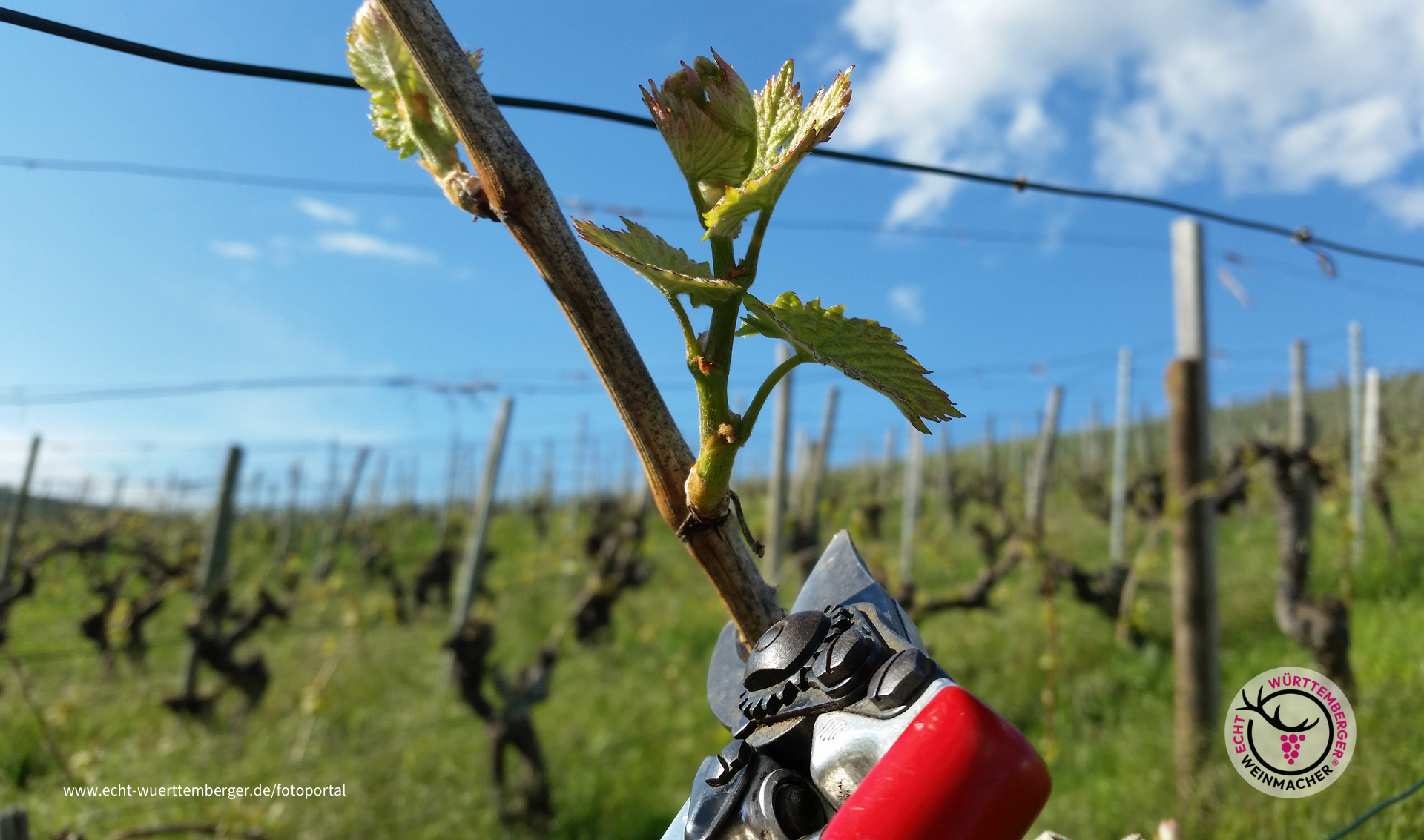 Schnipp-Schnapp Frostrute ab!