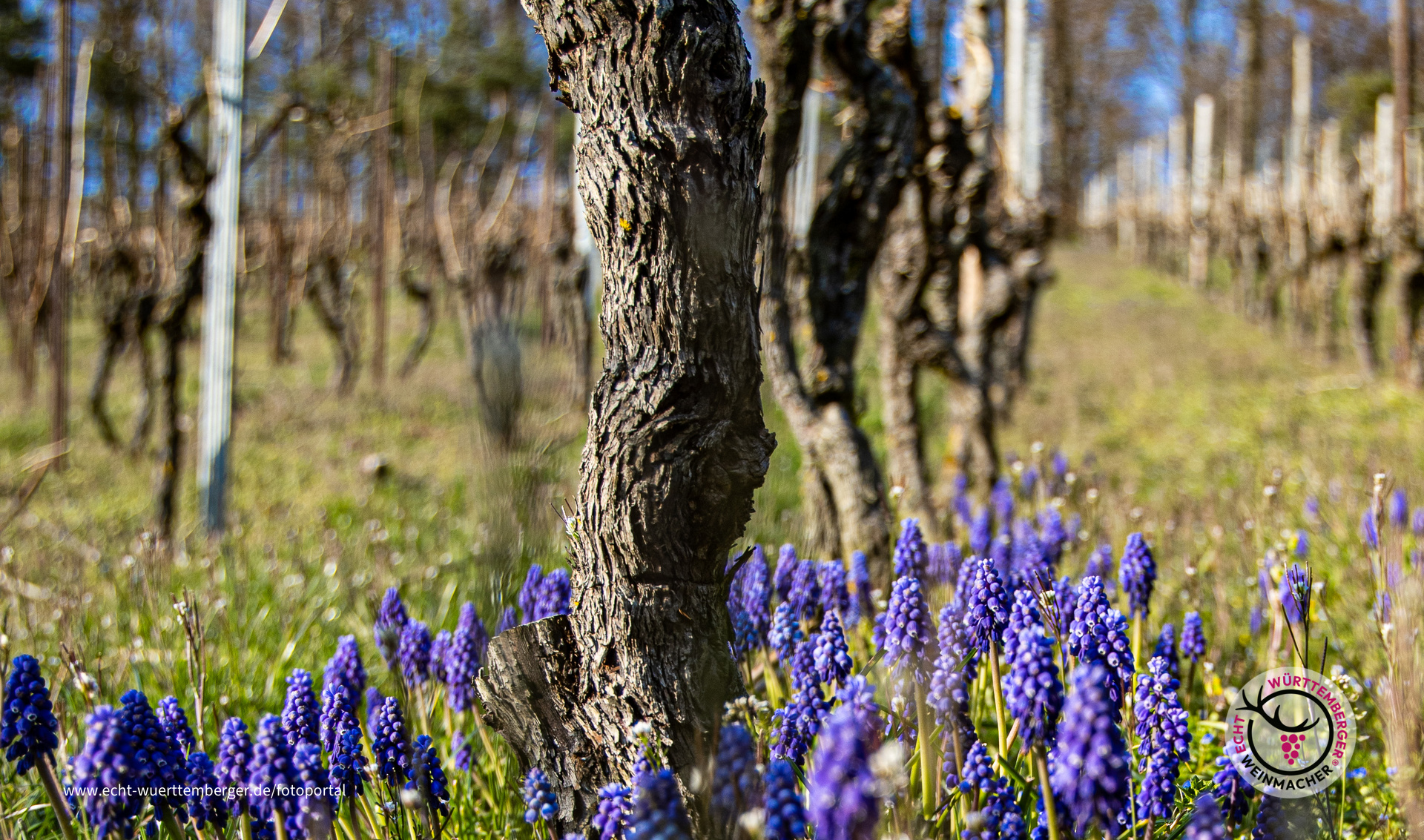 Die ersten Trauben sind schon da 