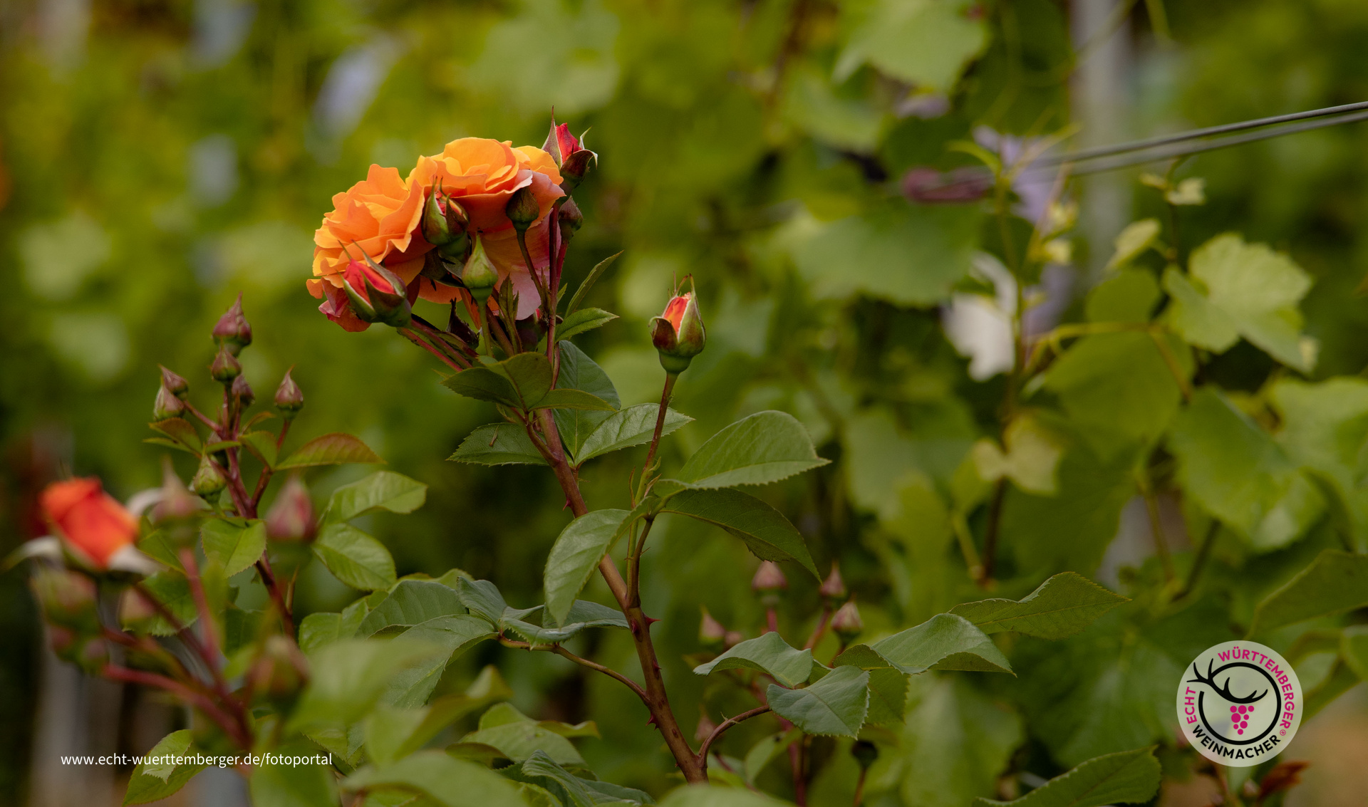 Rose trifft Rebe