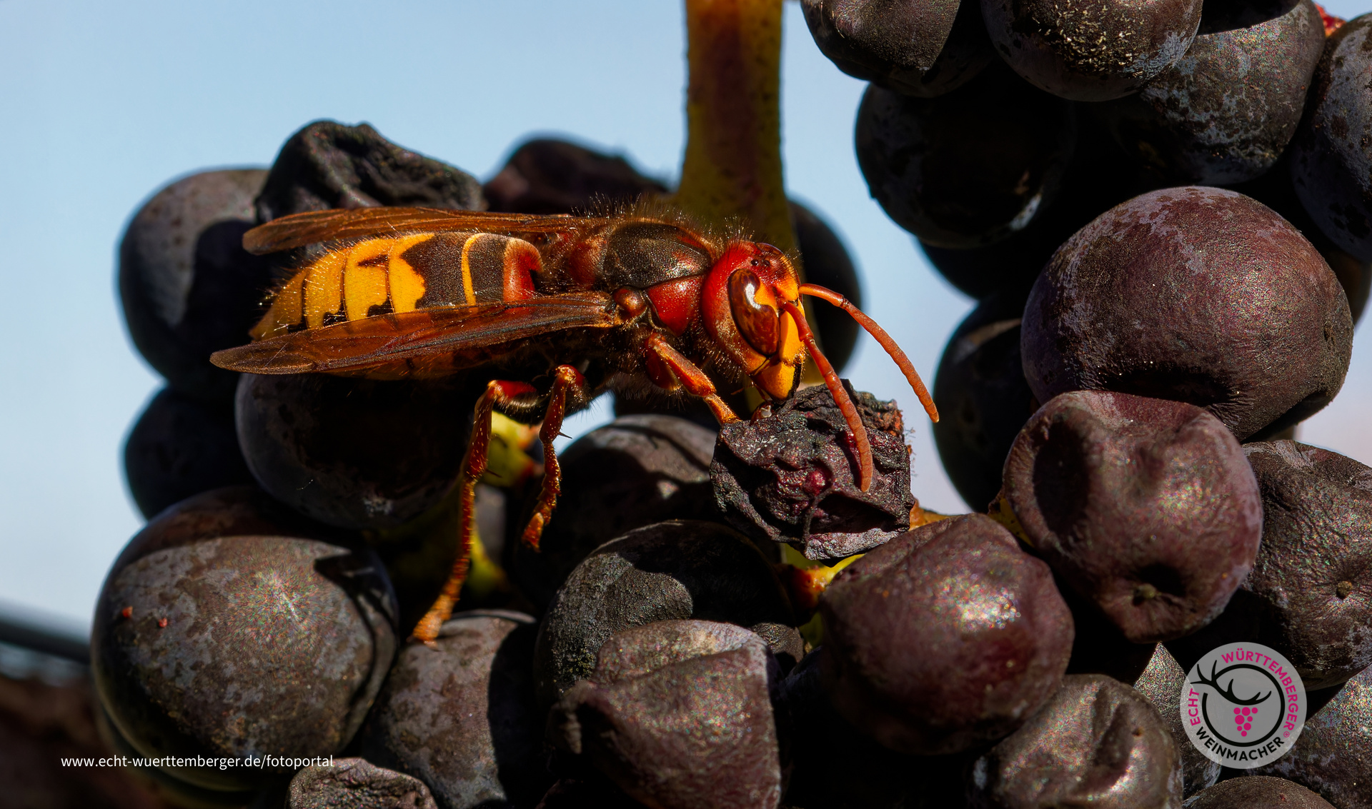 Wein-Hornisse