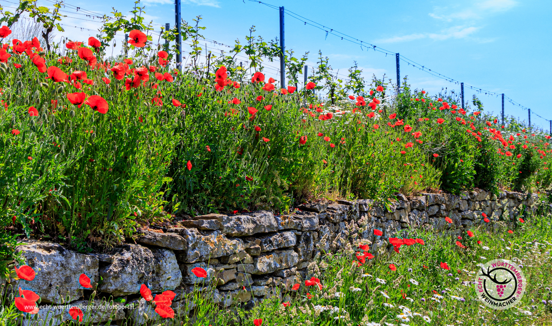 Wein und Mohn