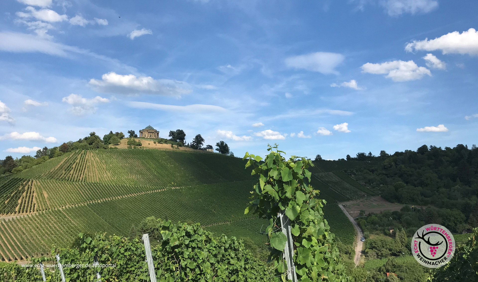Weinbau am Württenberg