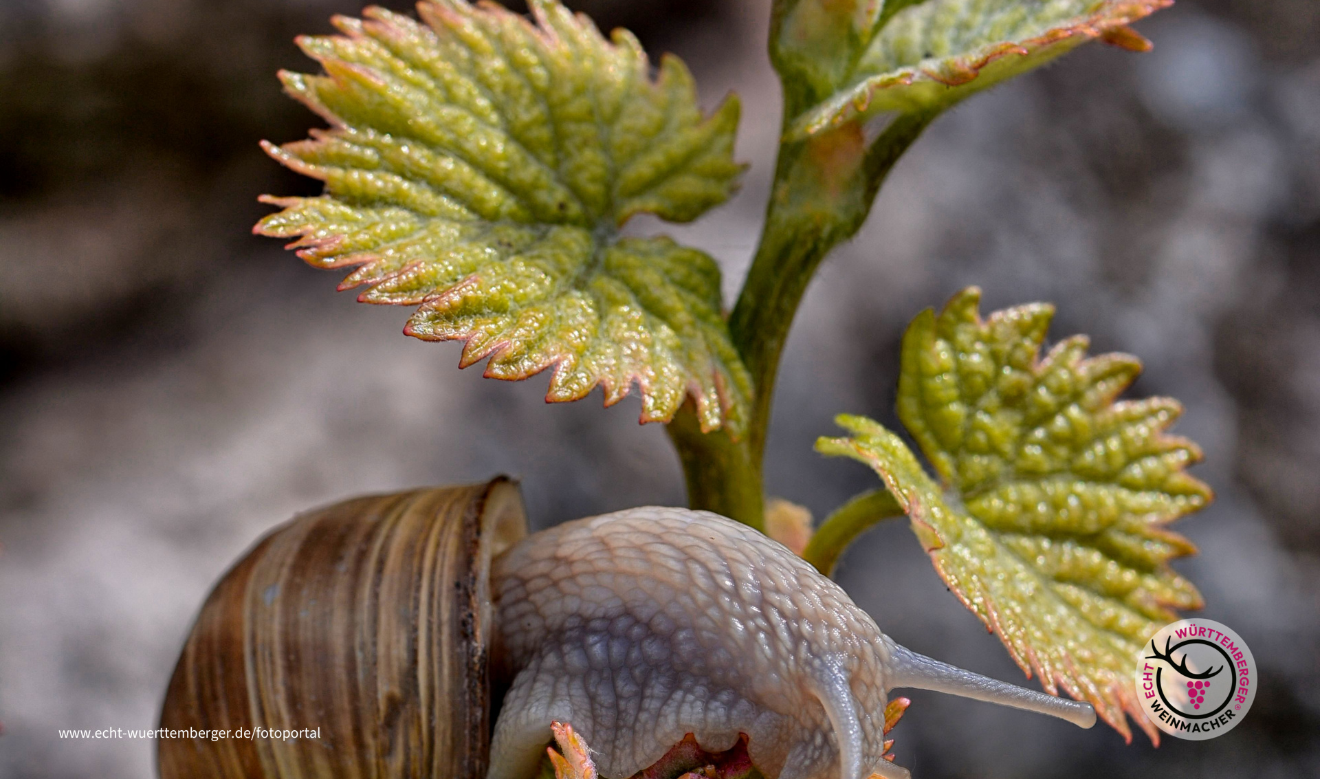 WeinbergeSchneckle