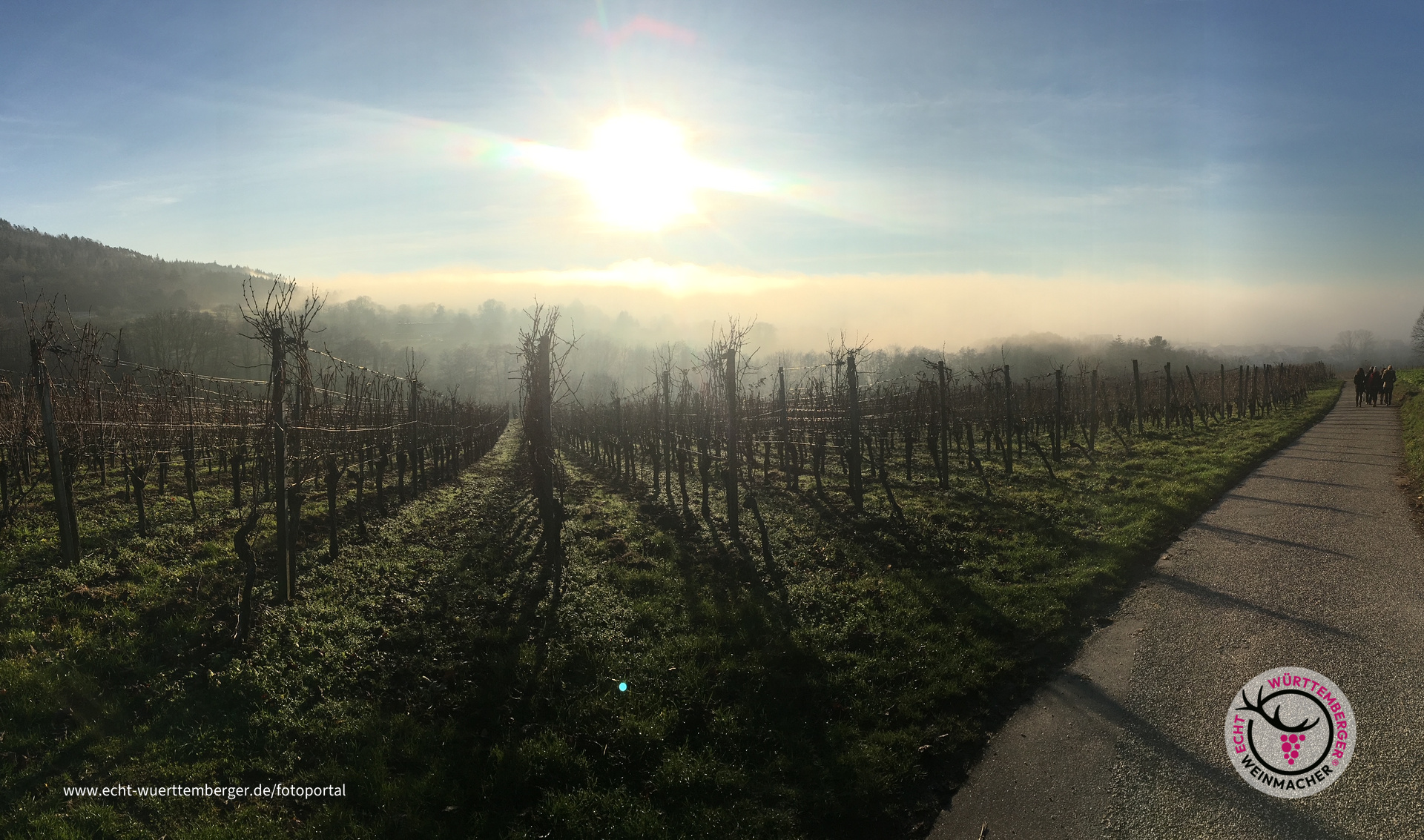 Weinberg im Winter