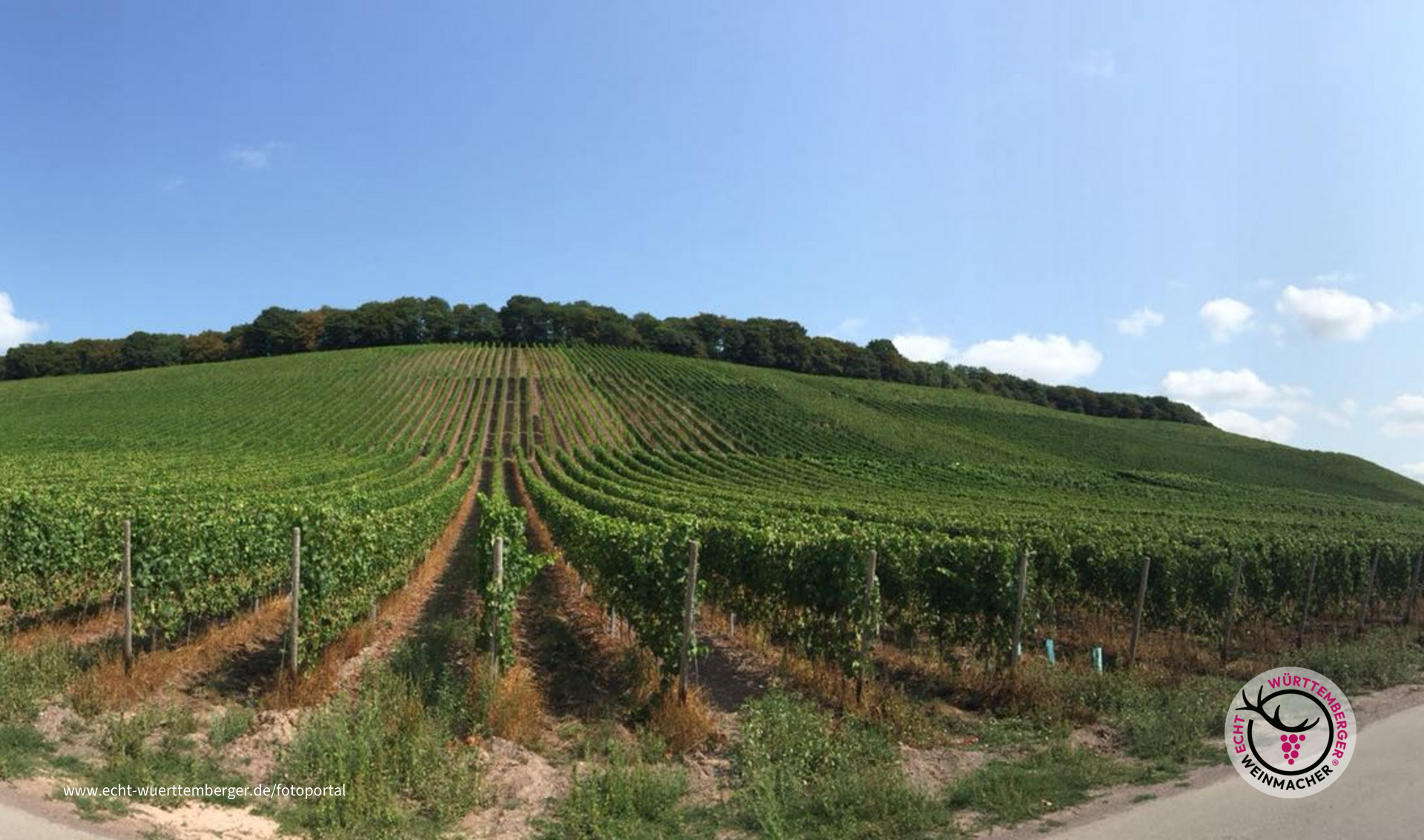 Die Weite der Weinberge