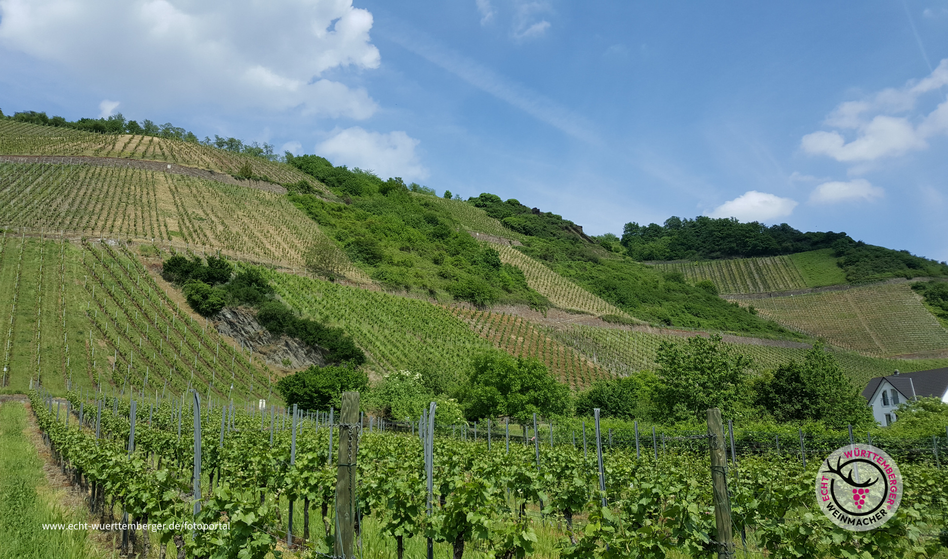 Trau(m)benhafter Blick auf einen Weinberg