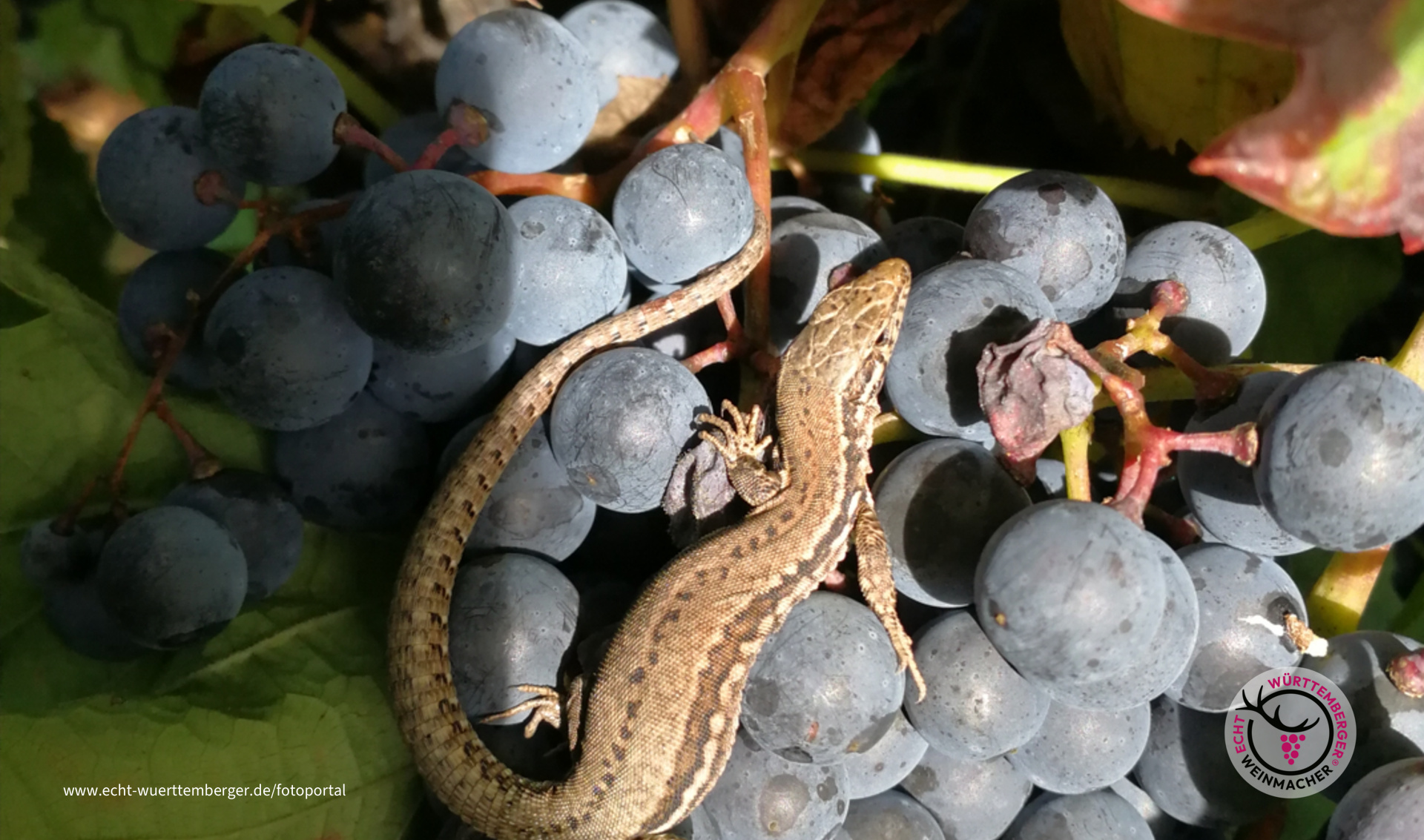 Eidechse trifft Weintraube