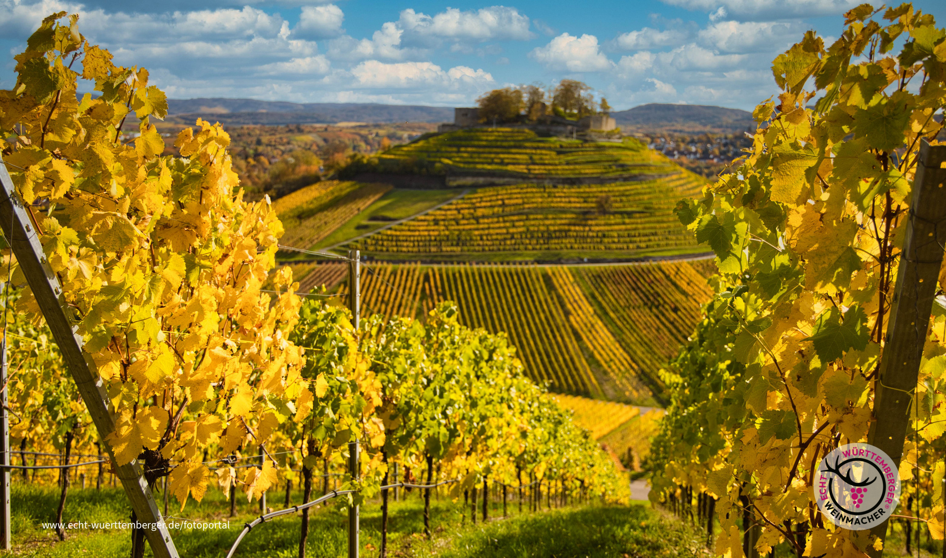 Herbst im Wengert