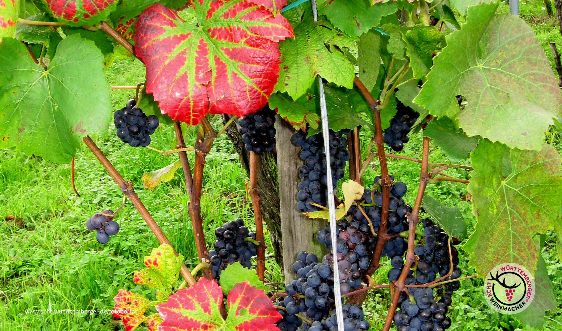 Herbst am Bodensee