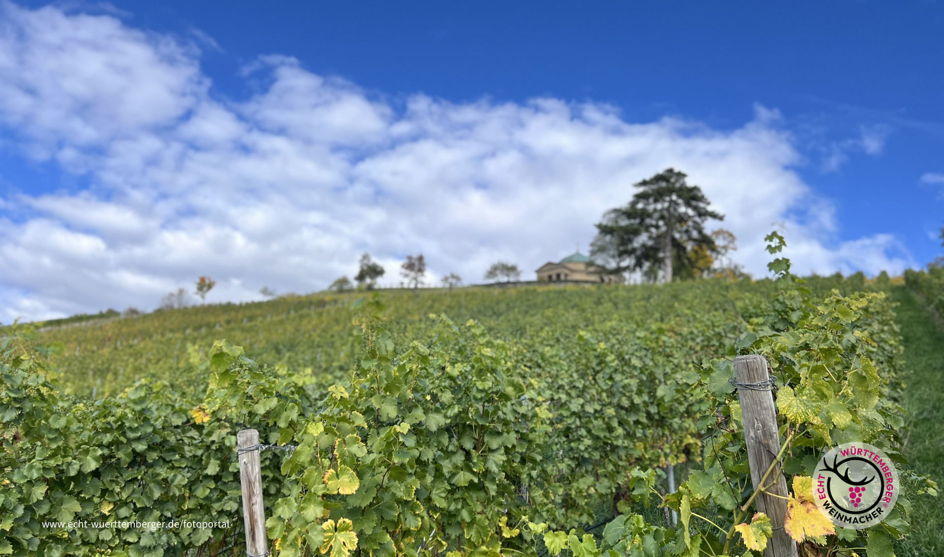 Weinreben auf dem Würtemberg