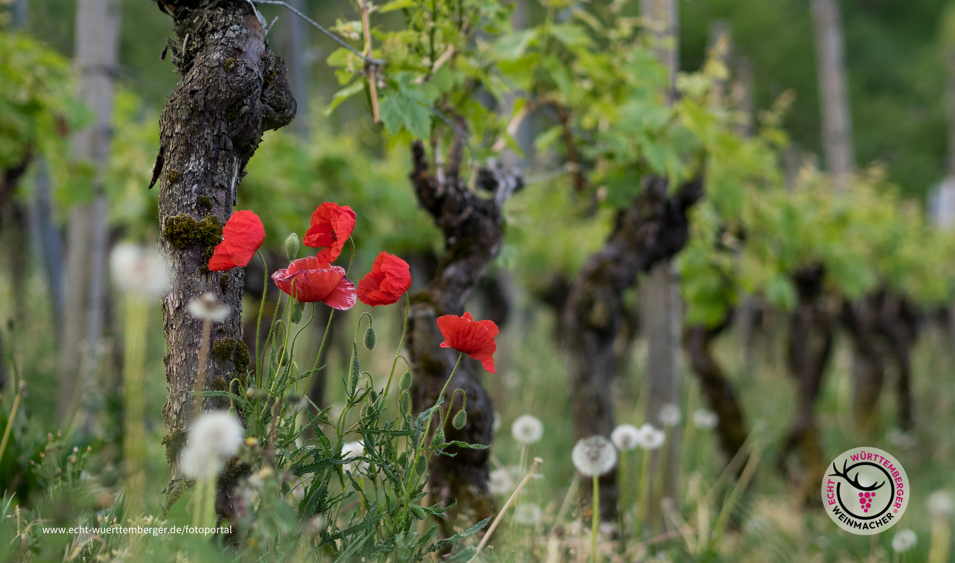 Mohn im Wengert