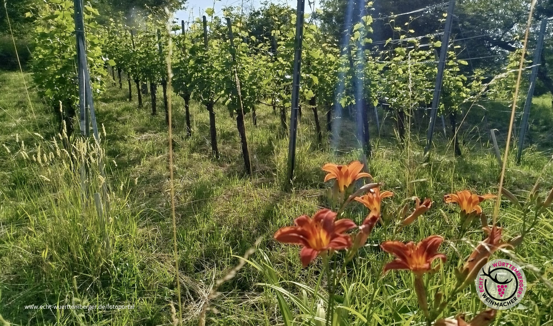 Weinberg erwacht