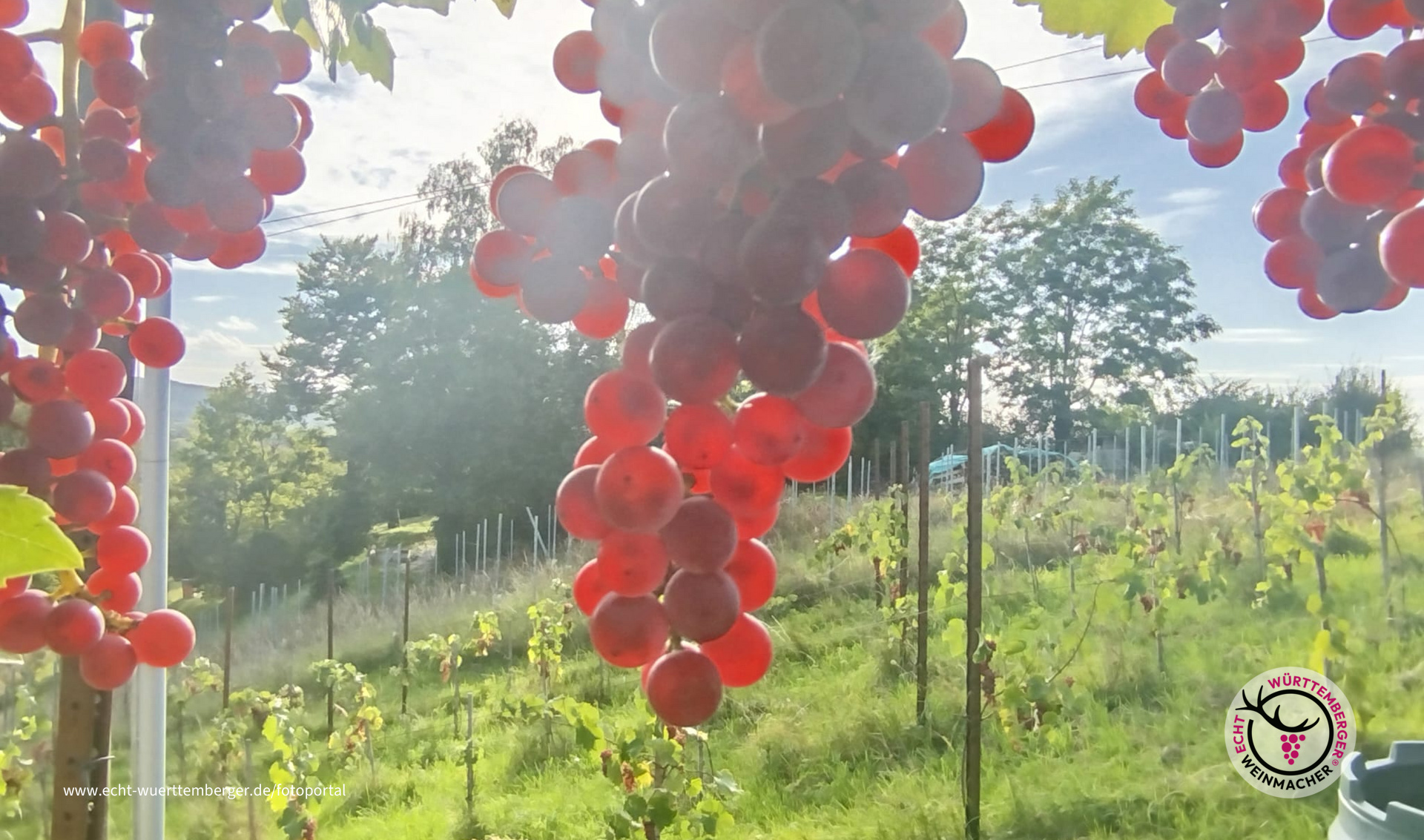 Souvignier gris in der Abendsonne