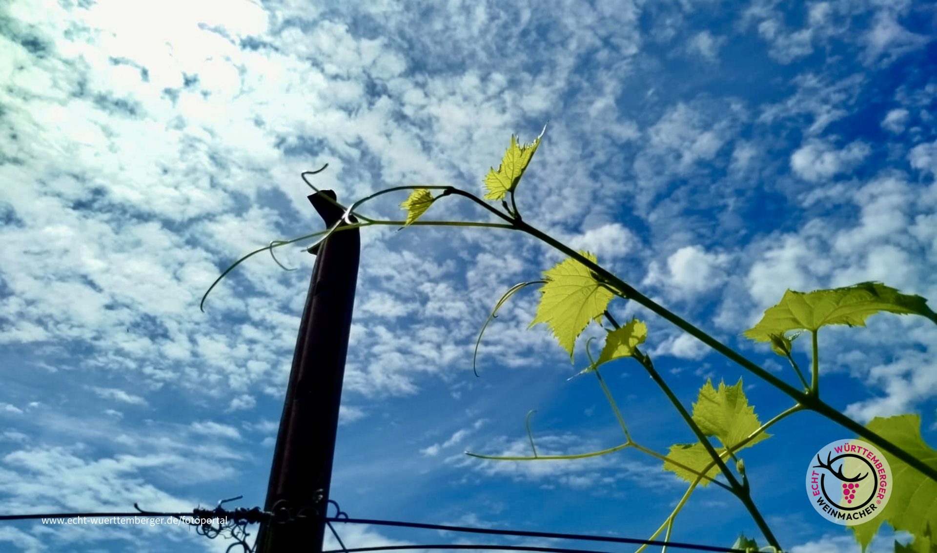„Die Rebe strebt dem Himmel entgegen“