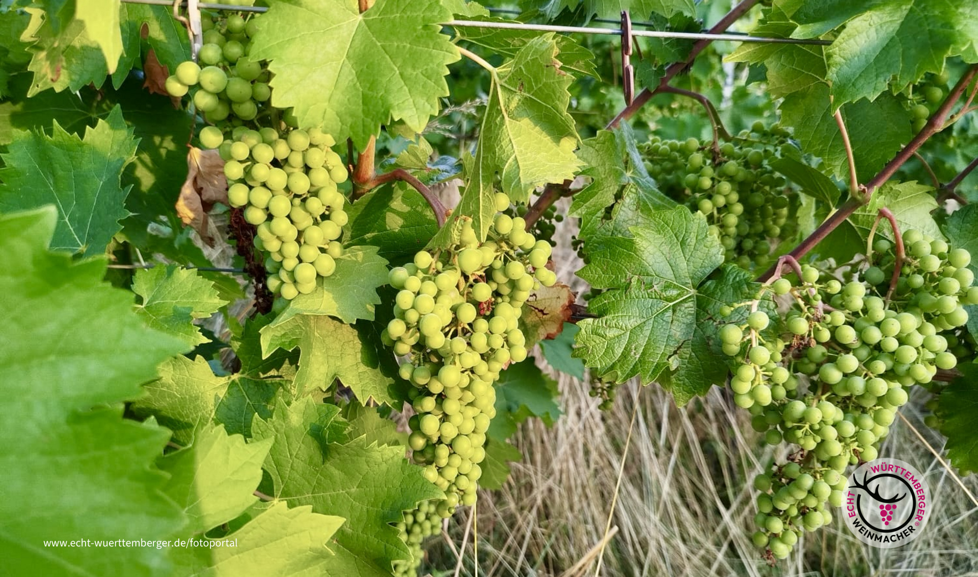 Cabernet Jura