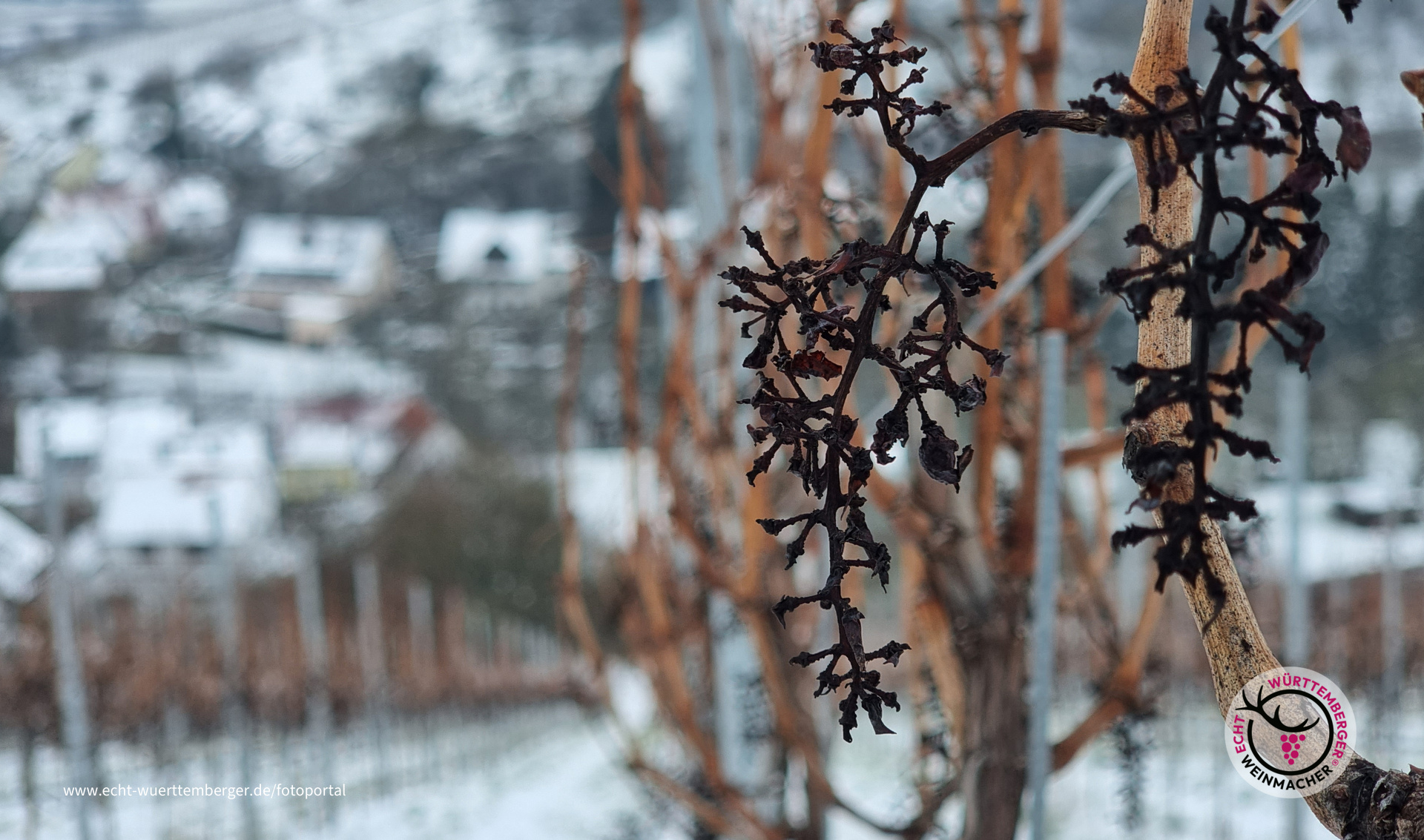 Winter im Wengert