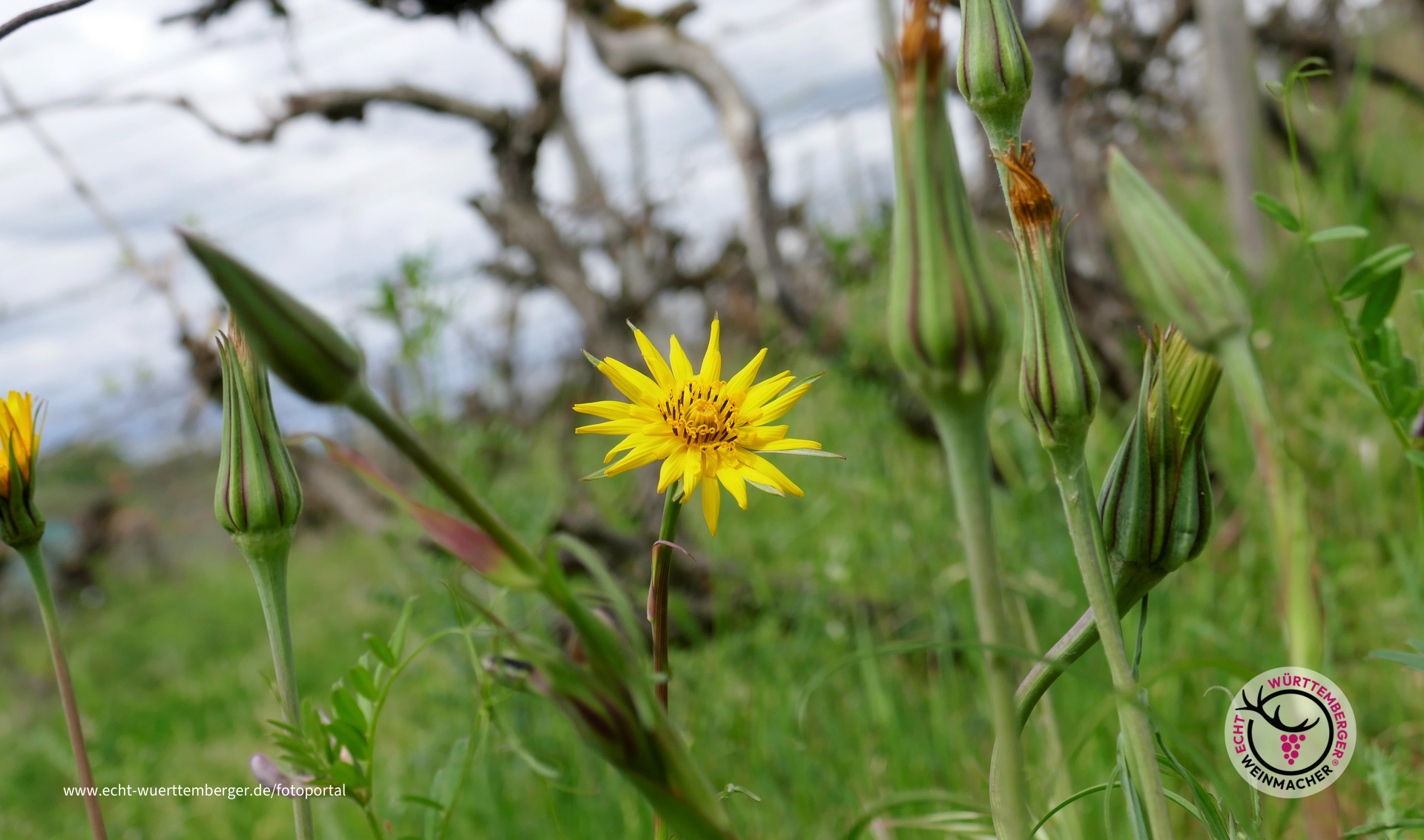 "Blütensonne" strahlt