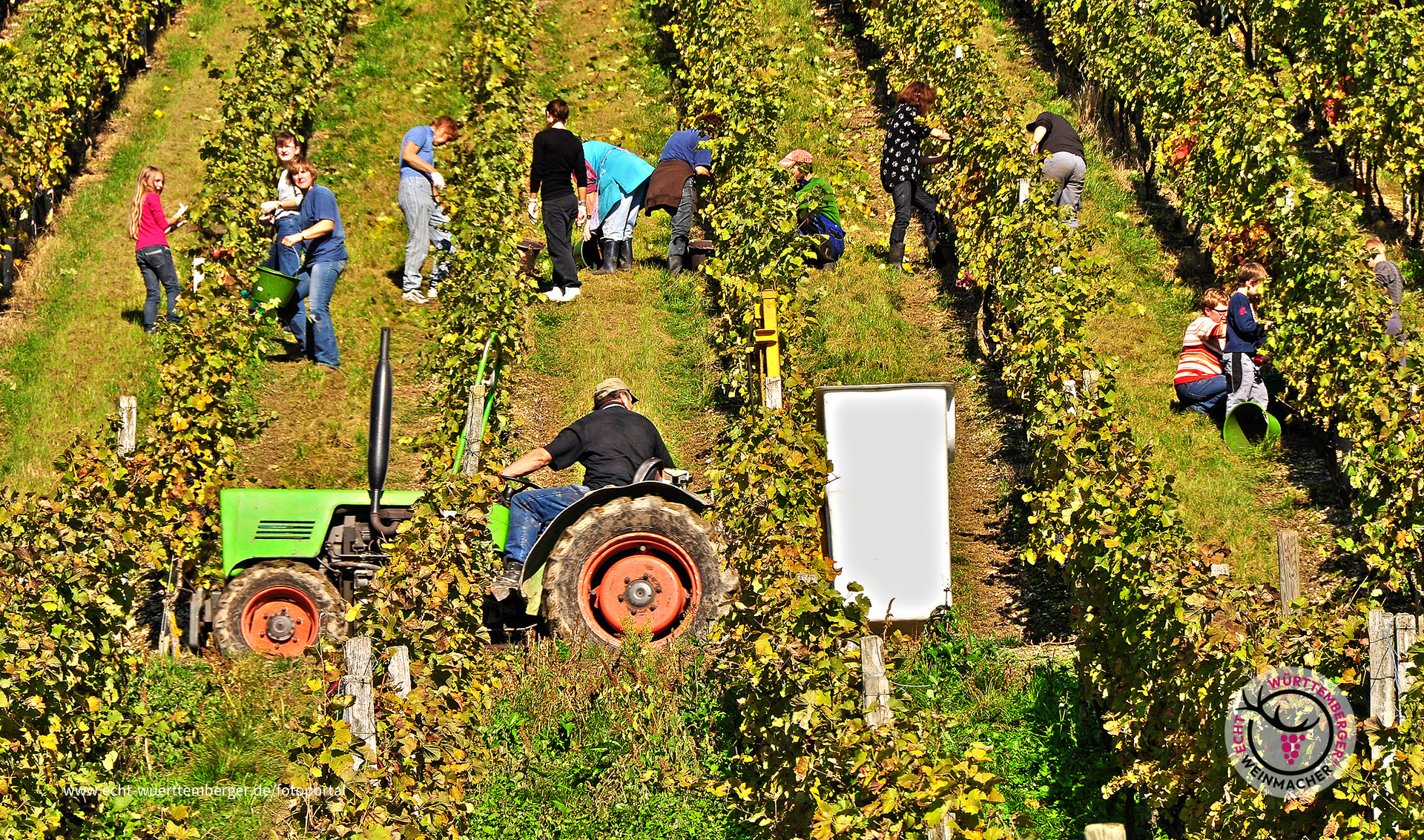 Weinlese in vollem Gang